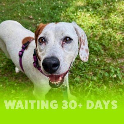 Enlarge Wanda Li, a Adoptable mixed breed in Richmond, VA image 1/3