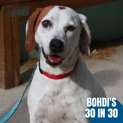 Wanda Li, Adoptable, Adult Female Hound & Mixed Breed.