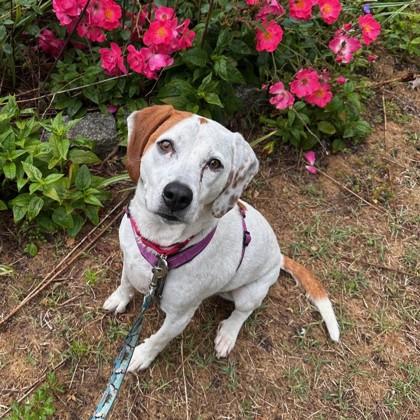 Wanda Li, a Adoptable mixed breed in Richmond, VA image 2/3