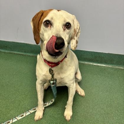 Enlarge Wanda Li, a Adoptable mixed breed in Richmond, VA image 2/3