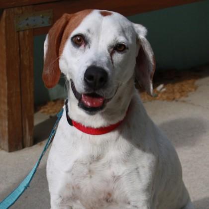 Enlarge Wanda Li, a Adoptable mixed breed in Richmond, VA image 3/3