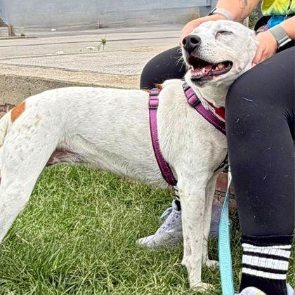 Enlarge Wanda Li, a Adoptable mixed breed in Richmond, VA image 3/3