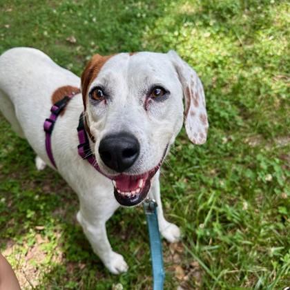 Wanda Li, a Adoptable mixed breed in Richmond, VA image 3/3