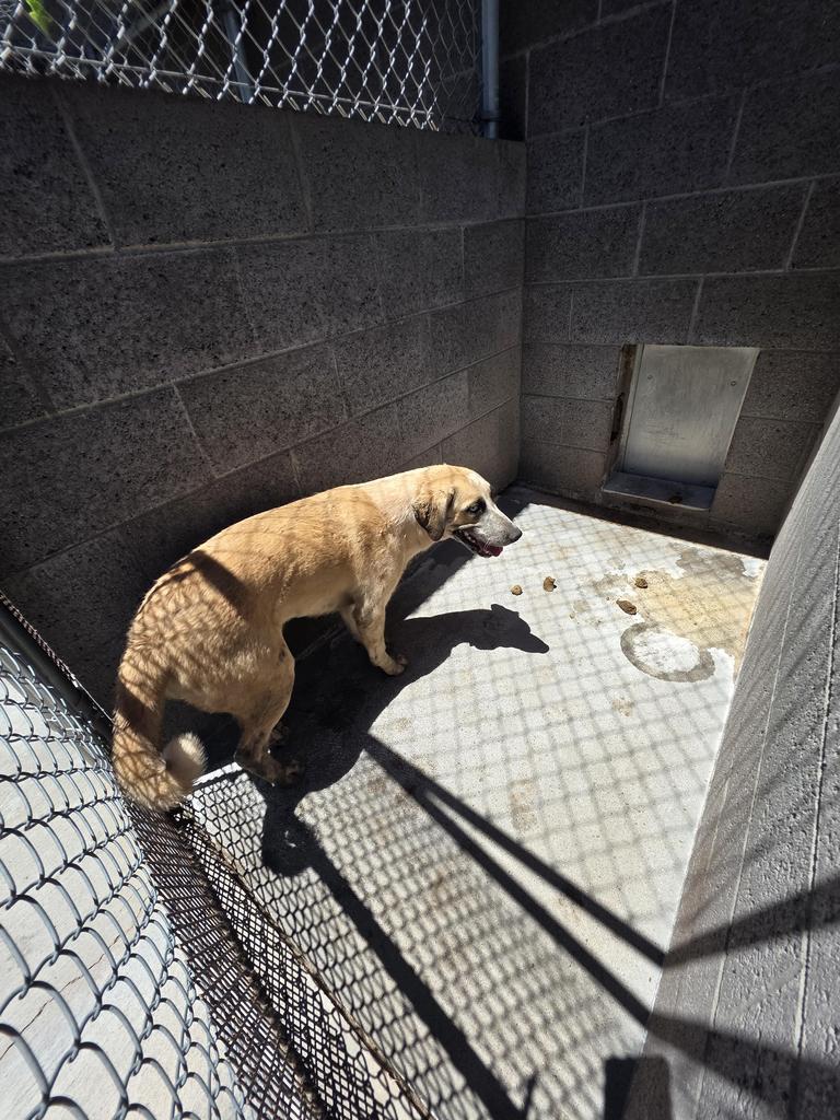 Enlarge Sandy, a Adoptable mixed breed in Holbrook, AZ image 1/1