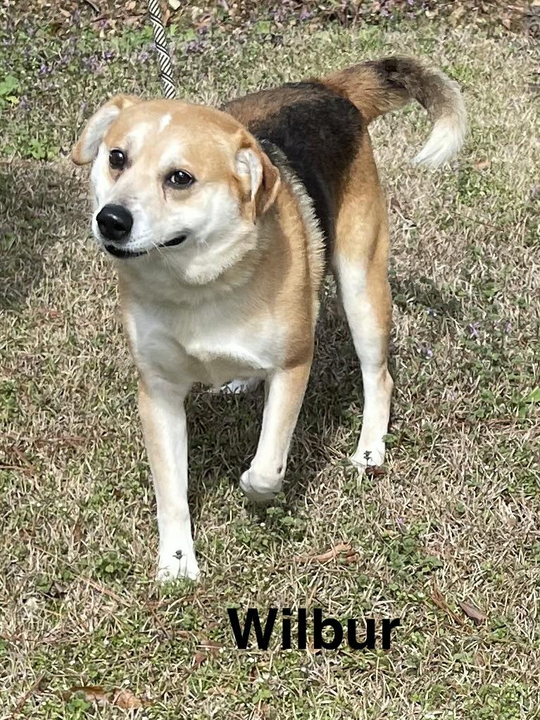 Enlarge Wilbur, a ADOPTABLE Mixed Breed in Alexander City, AL image 1/1