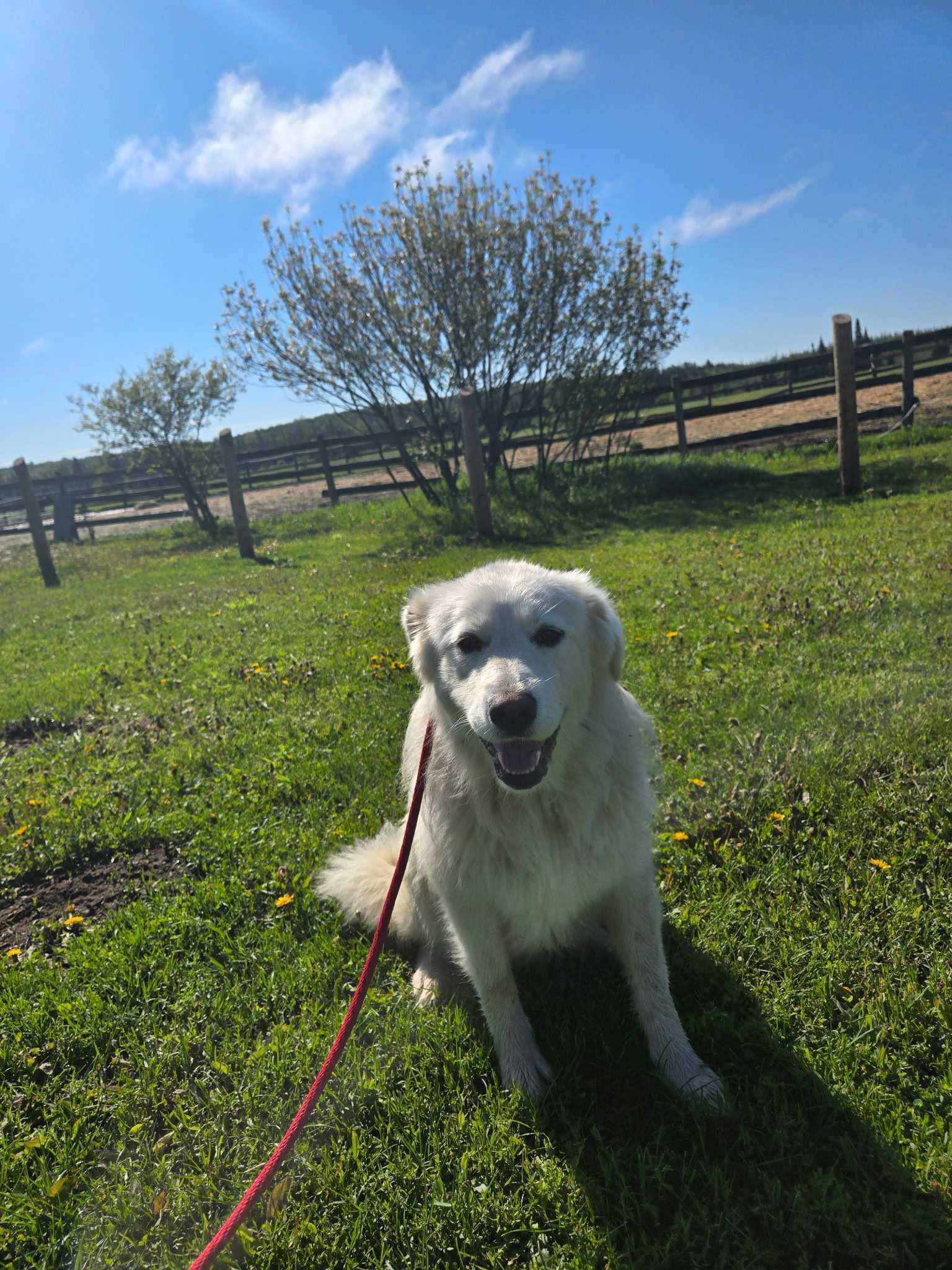 Barbie, an adoptable Maremma Sheepdog in Minden, ON, K0M 2K0 | Photo Image 1