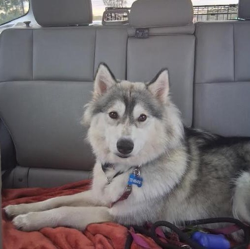 Enlarge Nellie, a Adoptable Husky in St. Petersburg, FL image 2/5