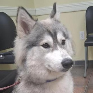 Enlarge Nellie, a Adoptable Husky in St. Petersburg, FL image 4/5