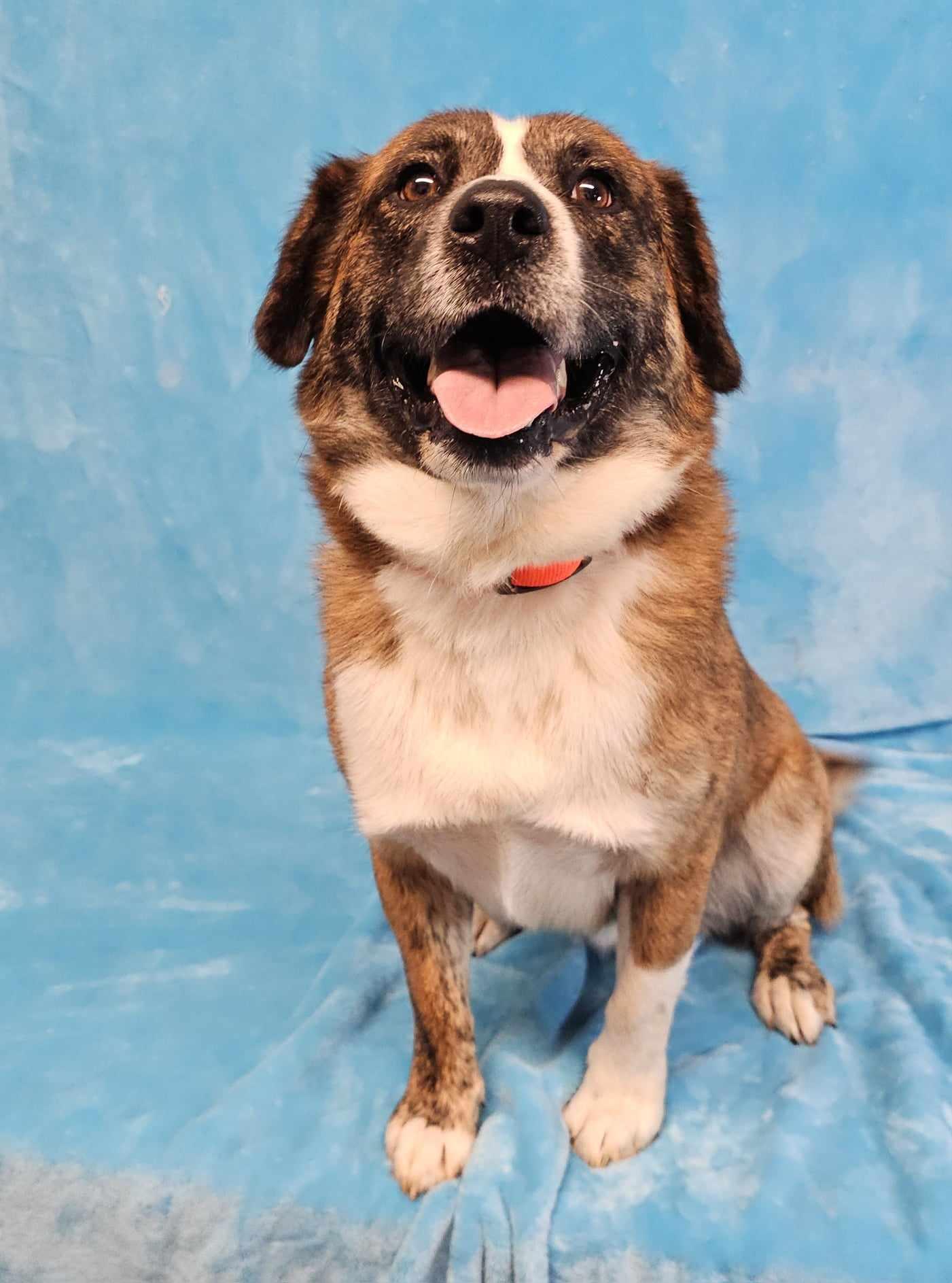 Styx, Adopted, Adult Male Australian Cattle Dog / Blue Heeler.