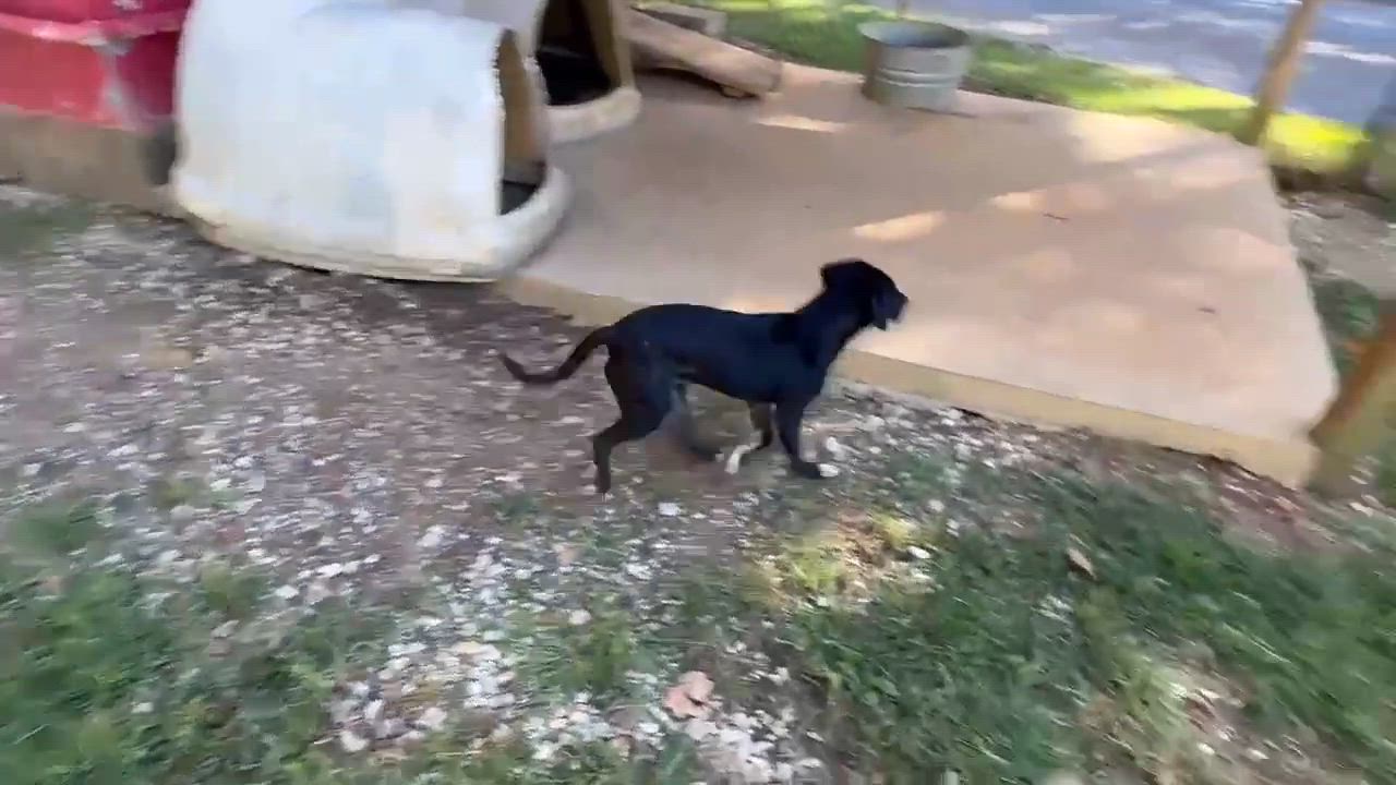 Enlarge Styx, a Adopted Australian Cattle Dog / Blue Heeler in Newport, TN video 2/2