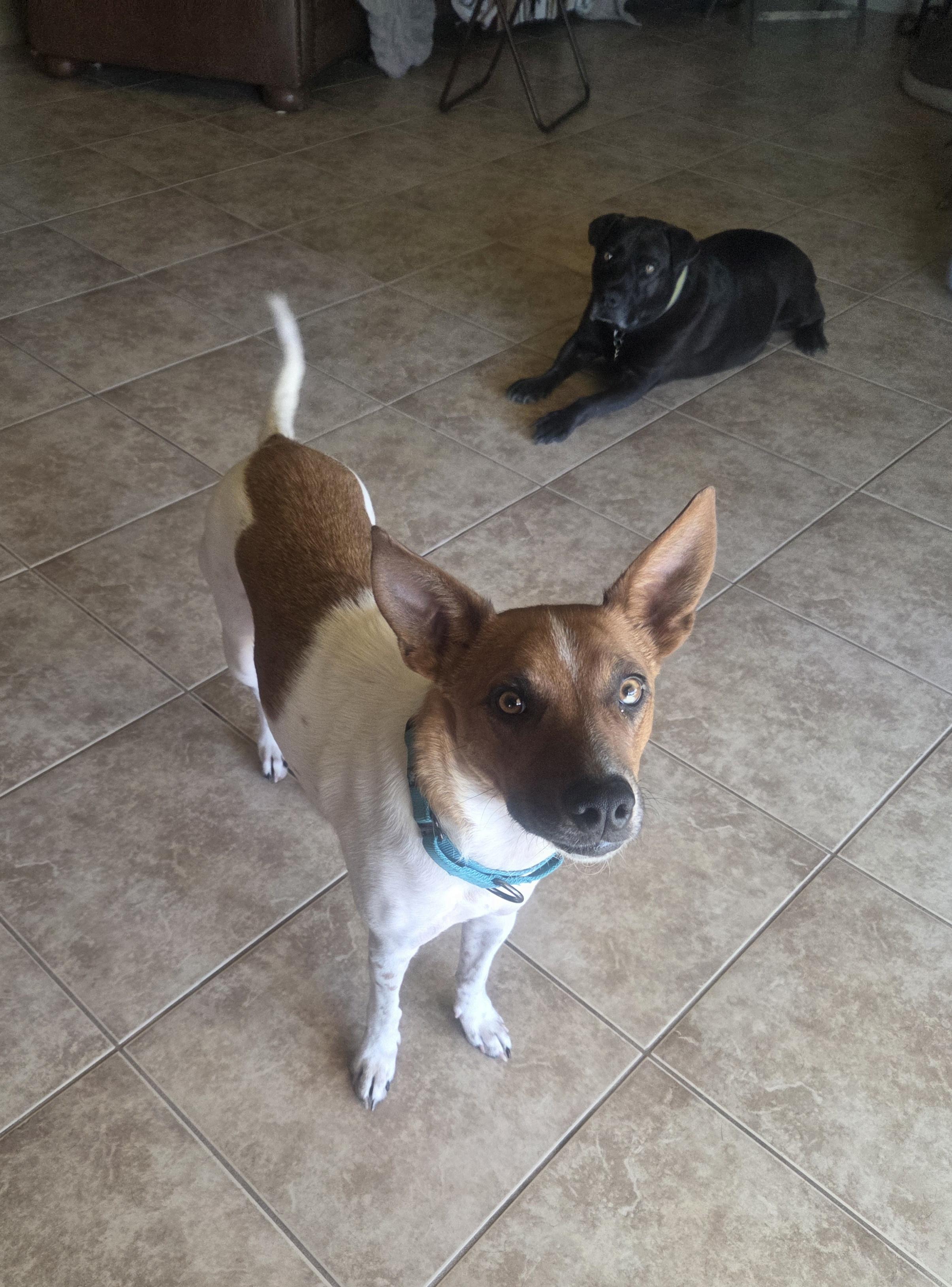 Bee, a ADOPTABLE mixed breed in Cave Creek, AZ image 2/3