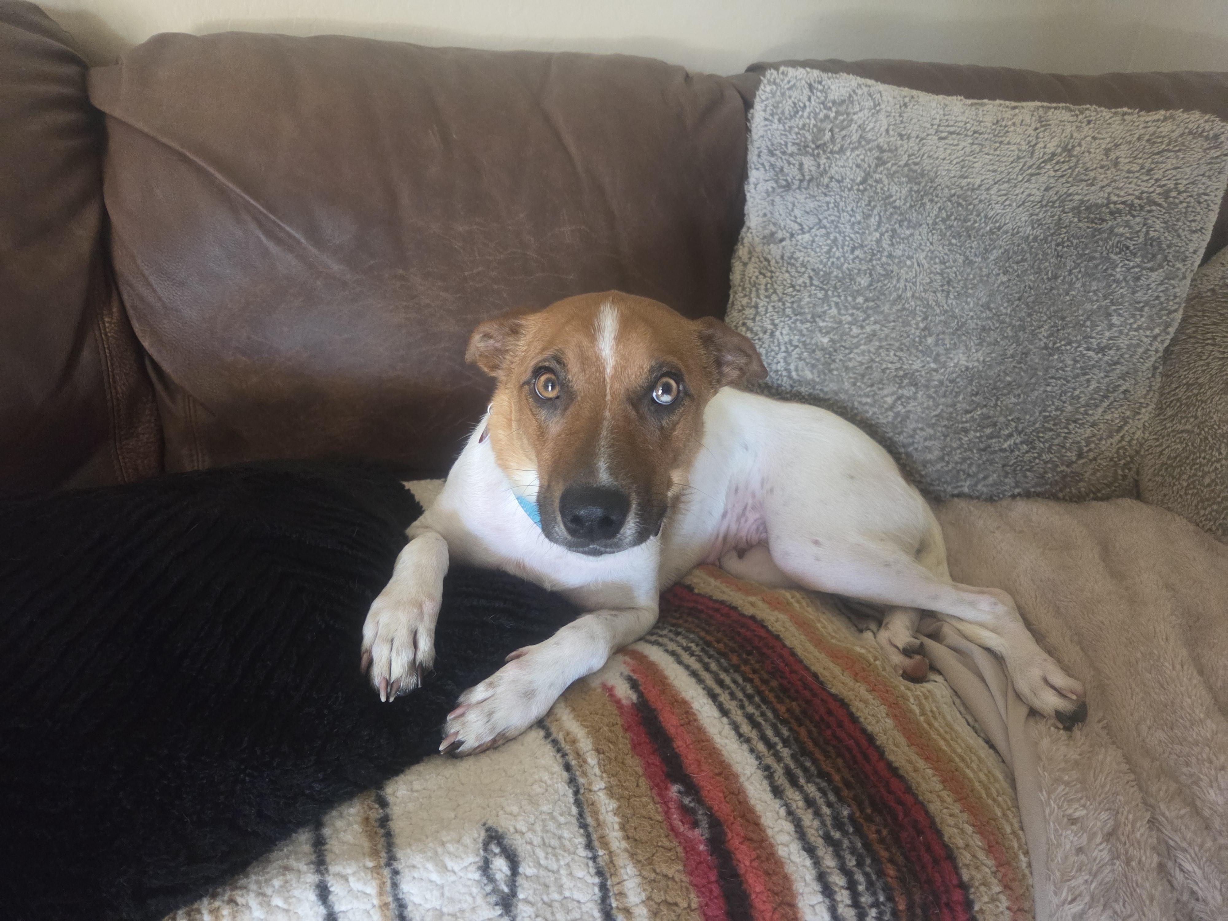 Bee, a ADOPTABLE mixed breed in Cave Creek, AZ image 3/3