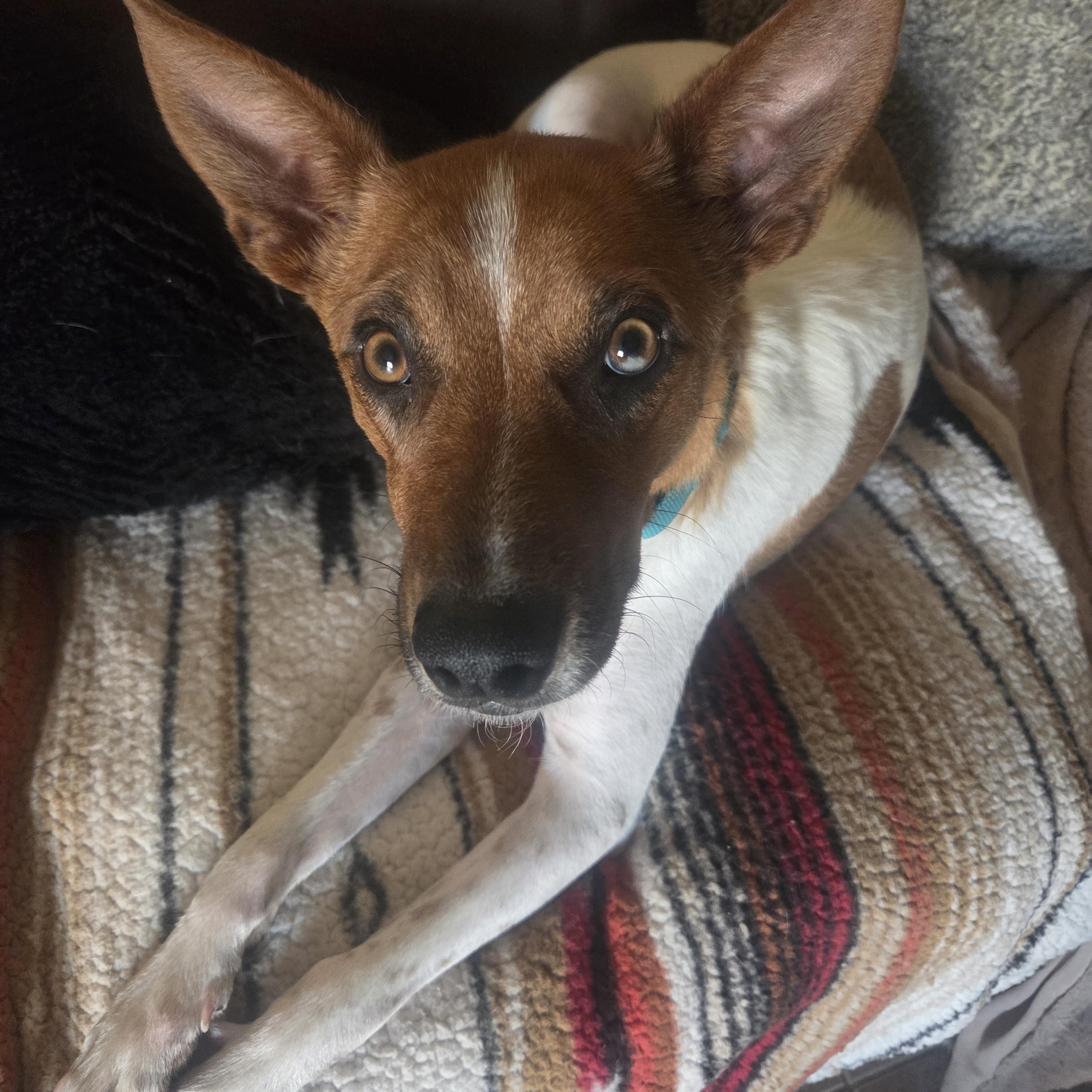 Bee, ADOPTABLE, Young Female Australian Cattle Dog / Blue Heeler & Jack Russell Terrier.