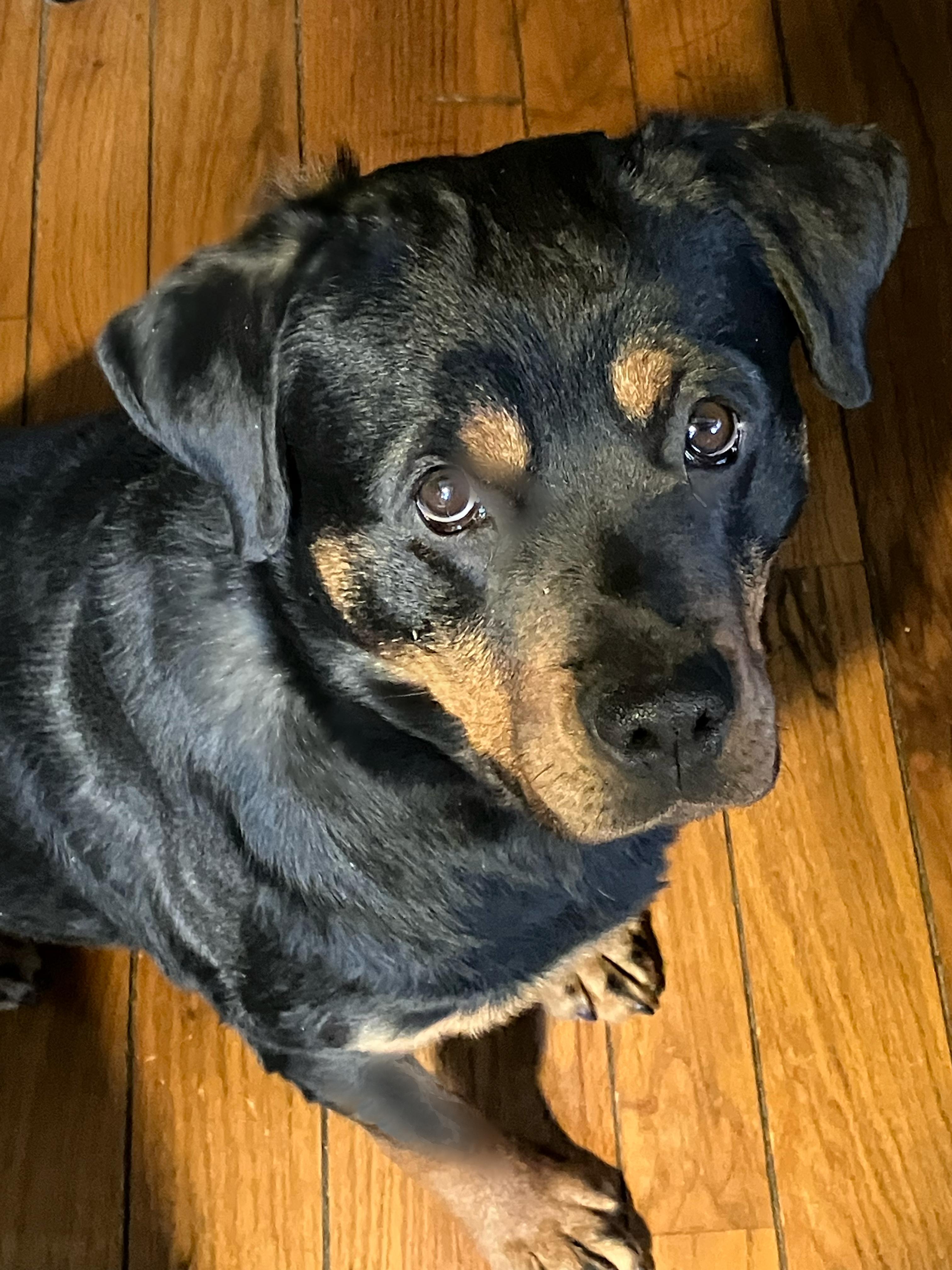 Adi, Adopted, Young Female Rottweiler.