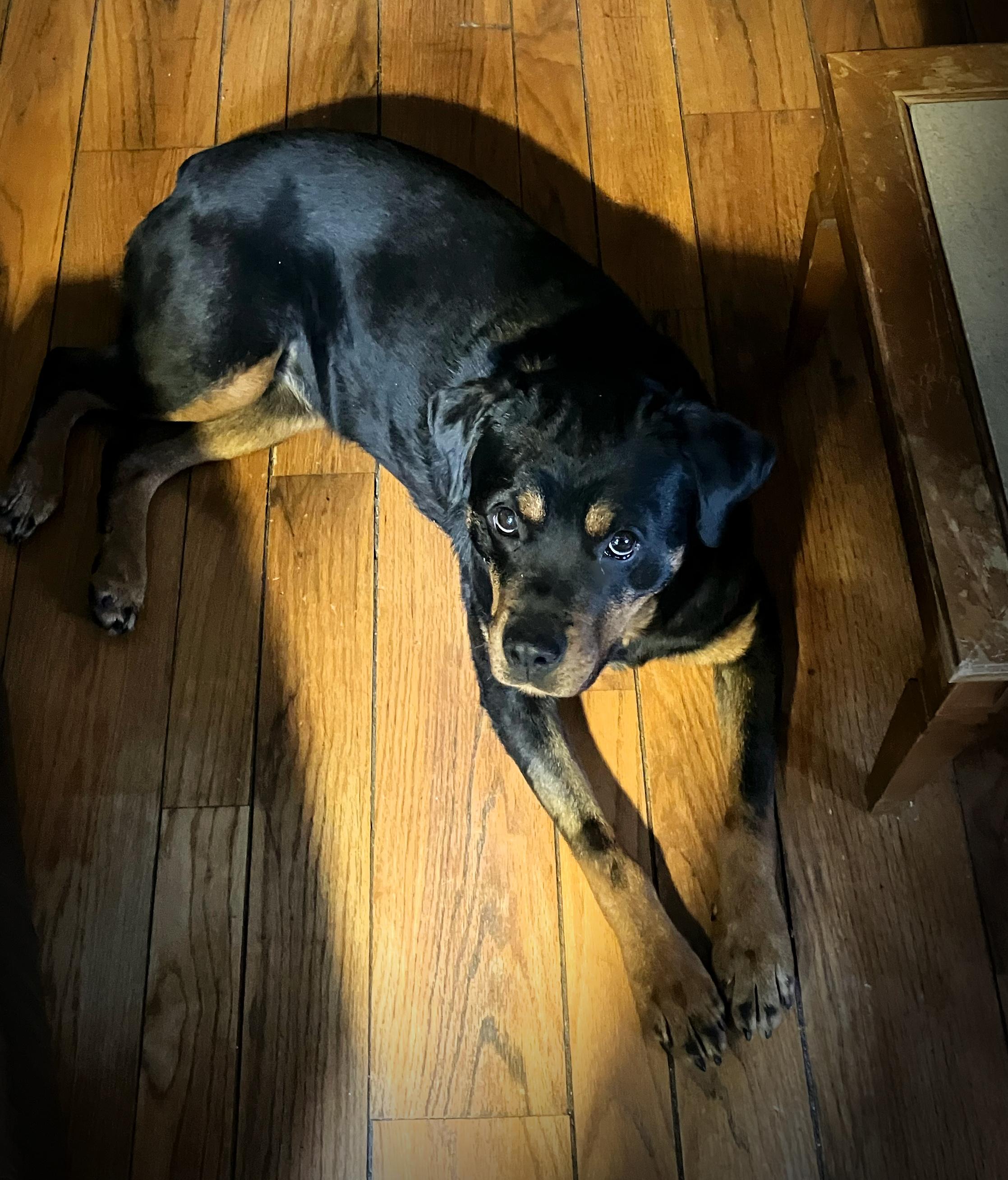 Enlarge Adi, a Adopted Rottweiler in Accord, NY image 2/3