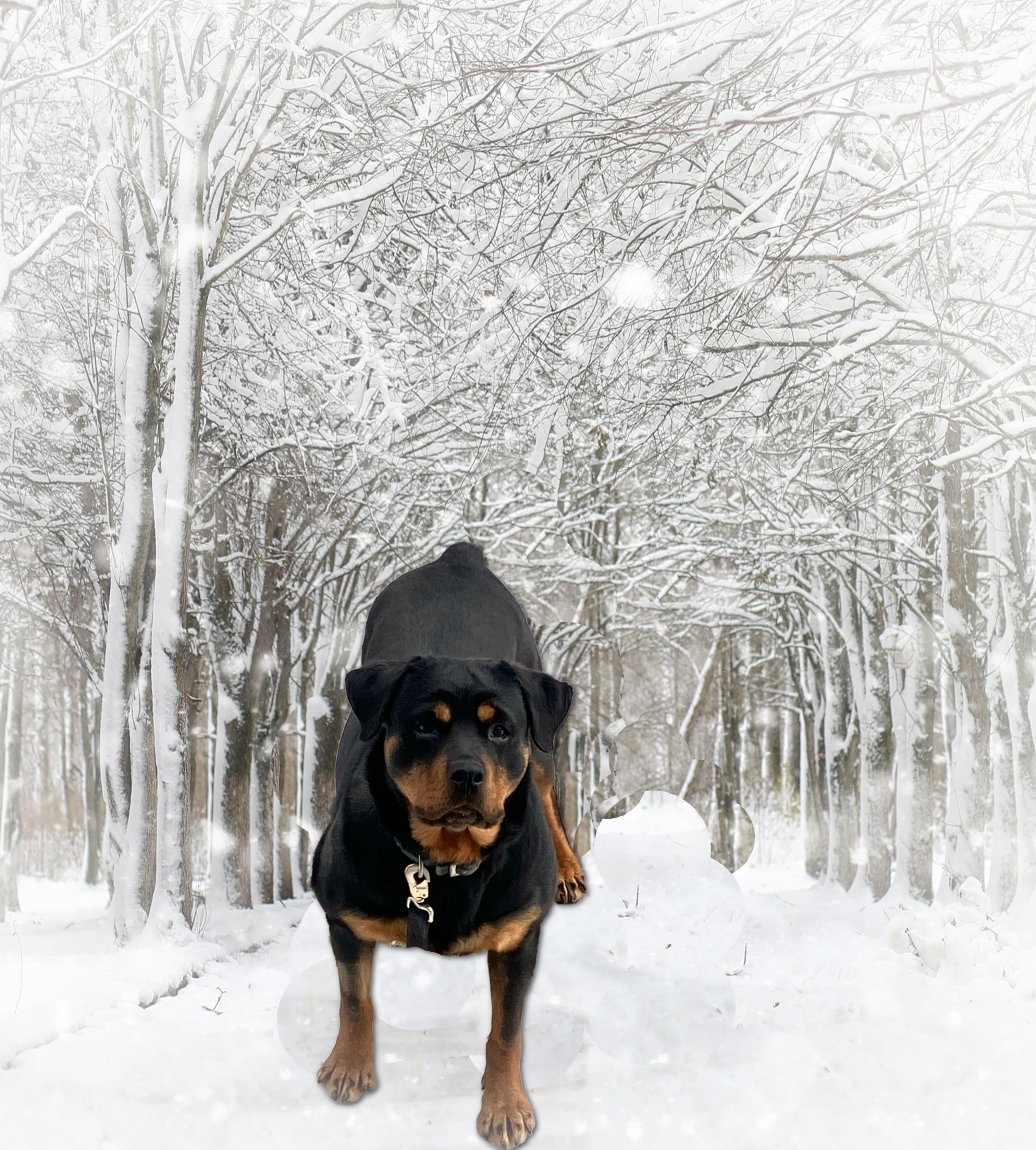 Enlarge Adi, a Adopted Rottweiler in Accord, NY image 3/3