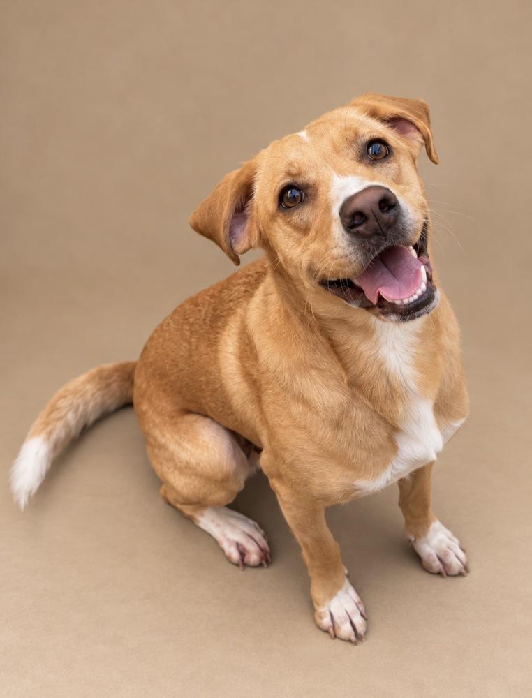 Pippy, Adoptable, Adult Female Labrador Retriever & Hound.