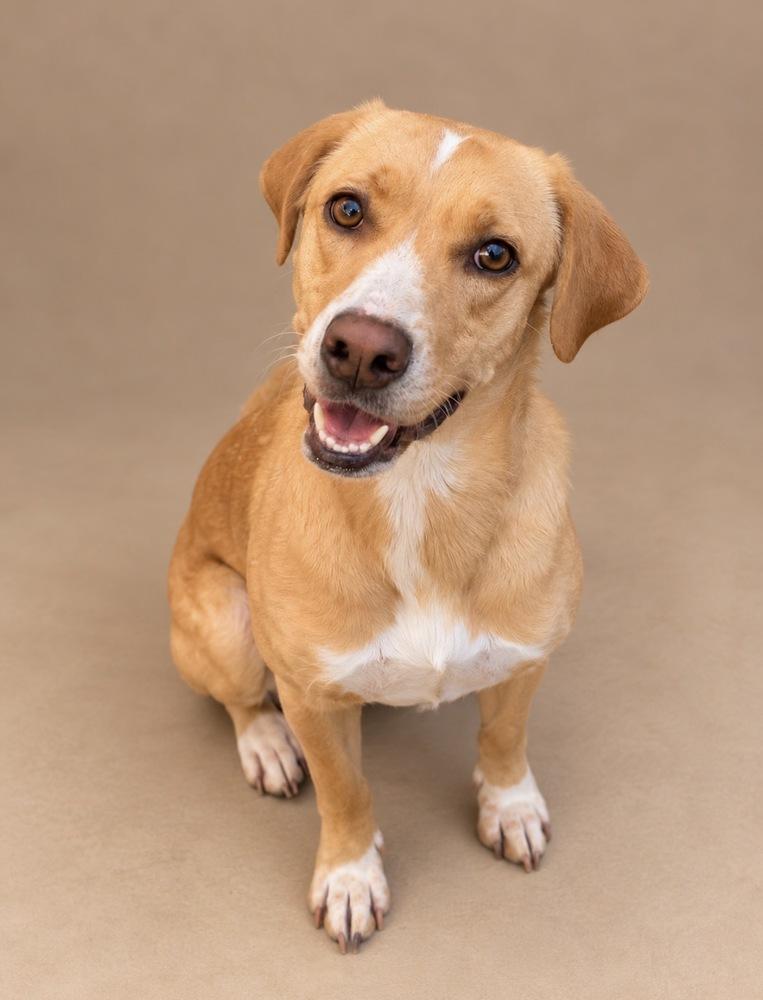 Enlarge Pippy, a Adoptable mixed breed in Statesboro, GA image 2/2