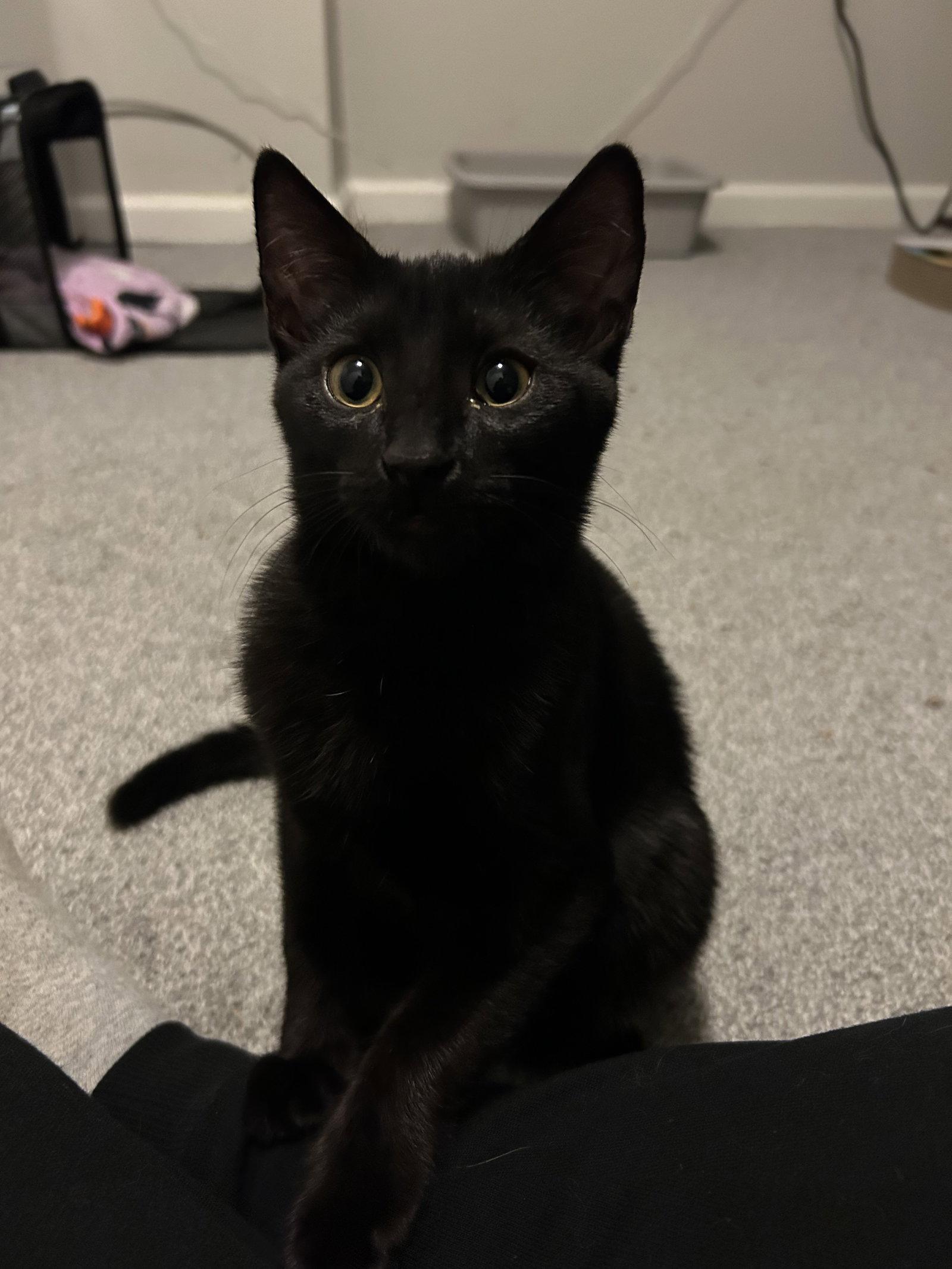 Ser Duncan, Adoptable, Young Male Domestic Short Hair.