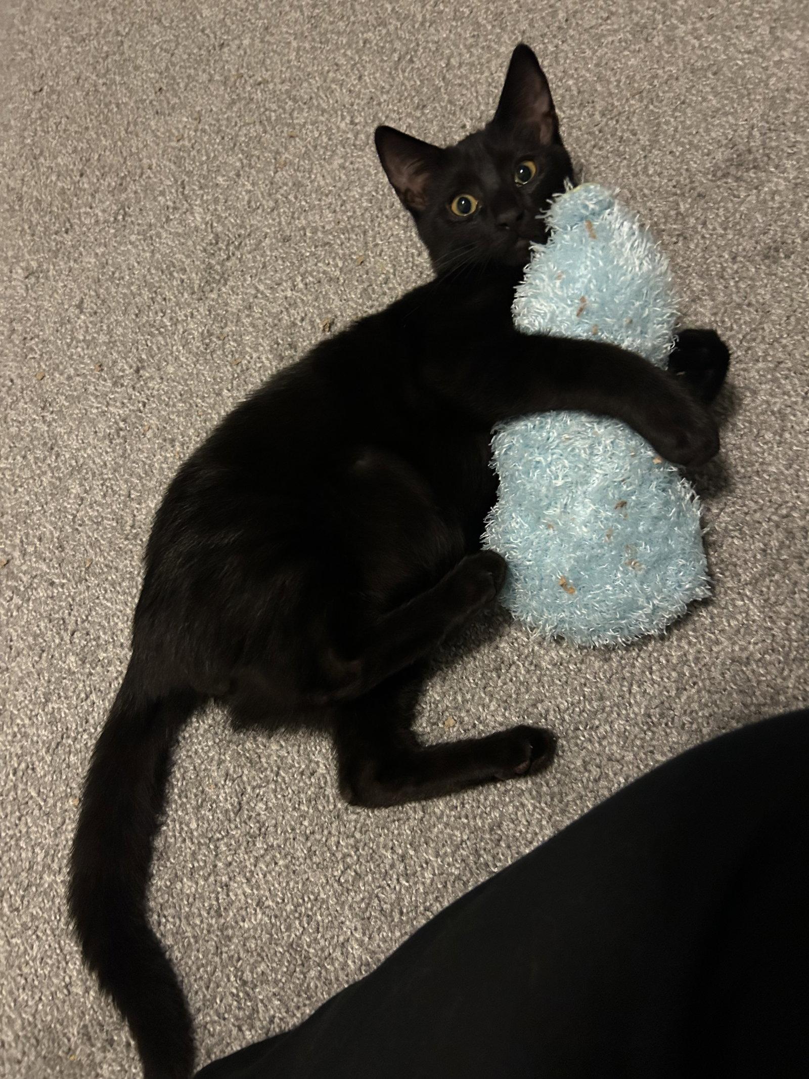 Ser Duncan, a Adoptable Domestic Short Hair in Columbus, OH image 2/3