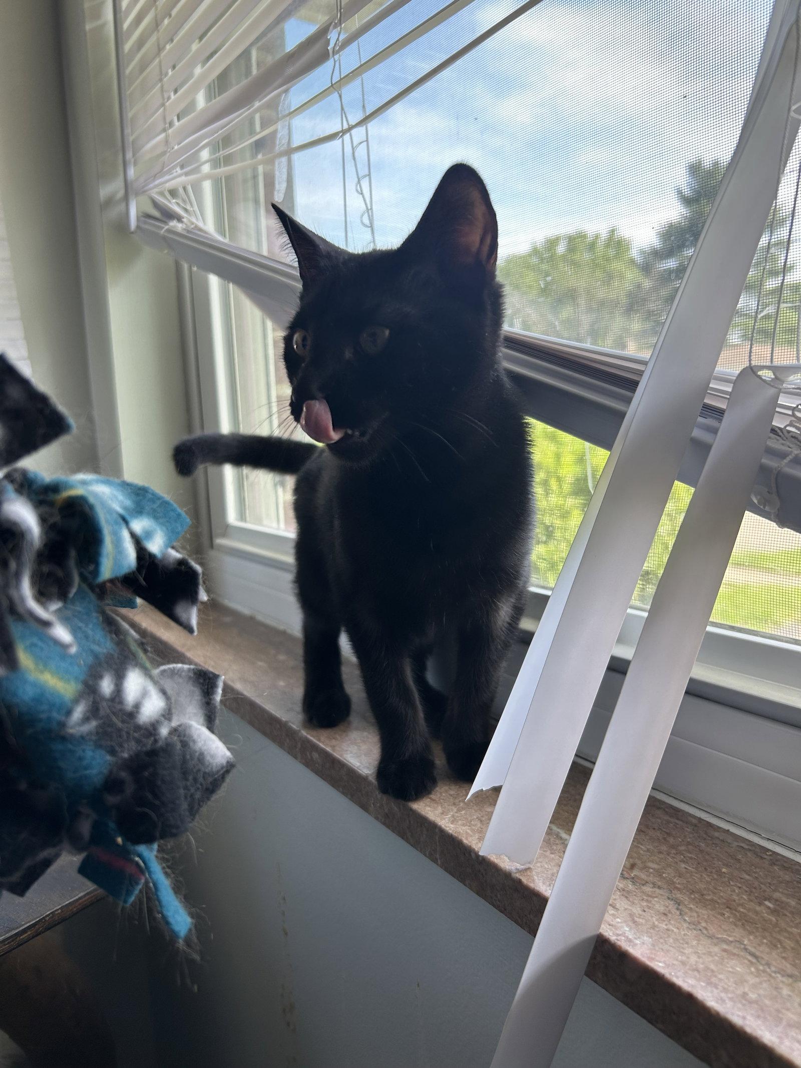 Ser Duncan, a Adoptable Domestic Short Hair in Columbus, OH image 3/3