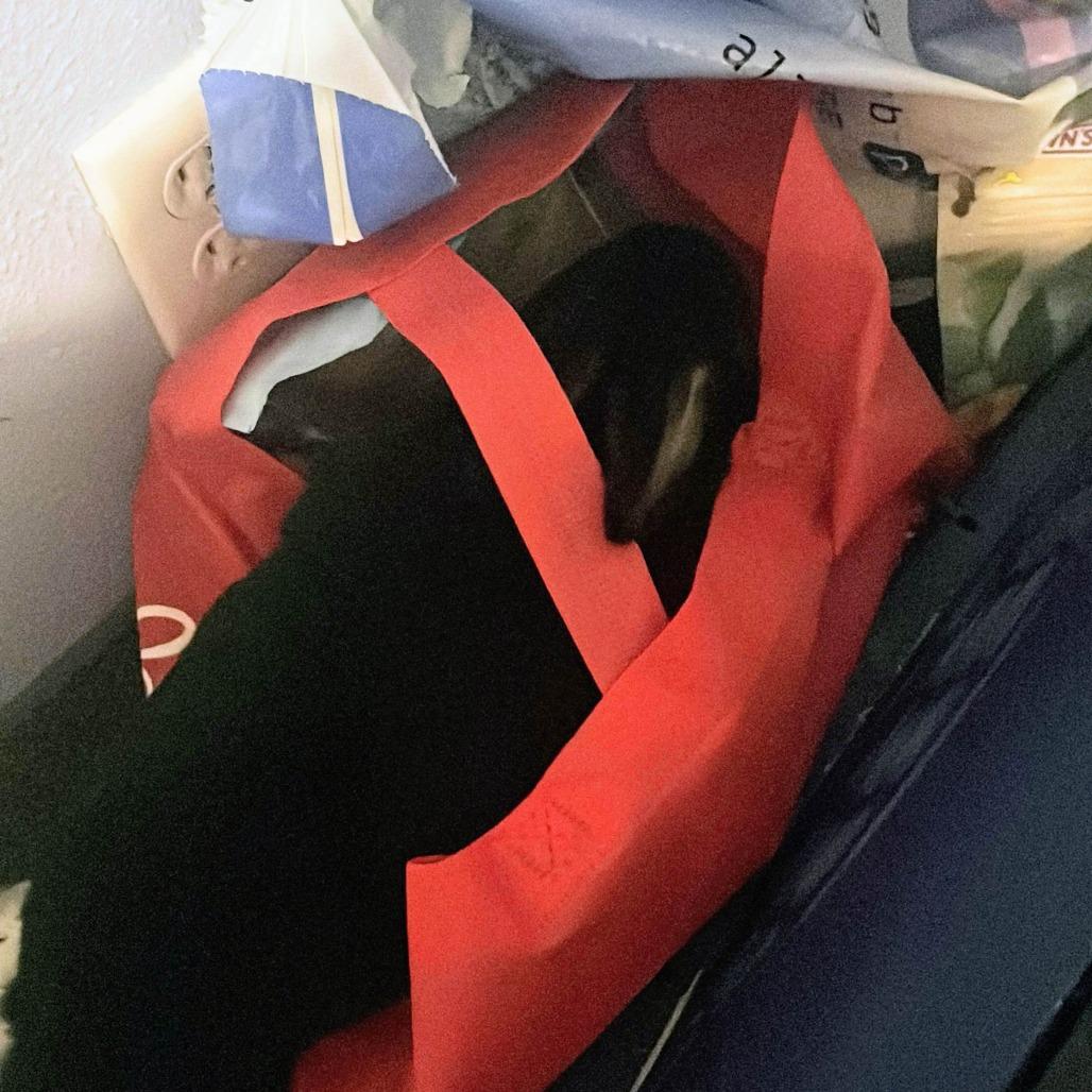 Sir Licorice Tripod, Adoptable, Adult Male Rex.