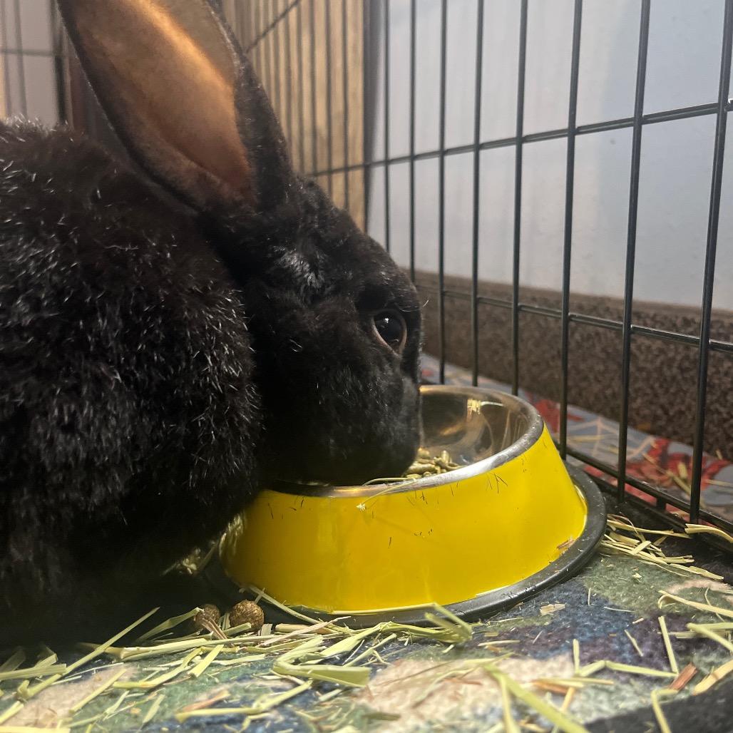 Sir Licorice Tripod, a Adoptable Rex in Spokane, WA image 2/6