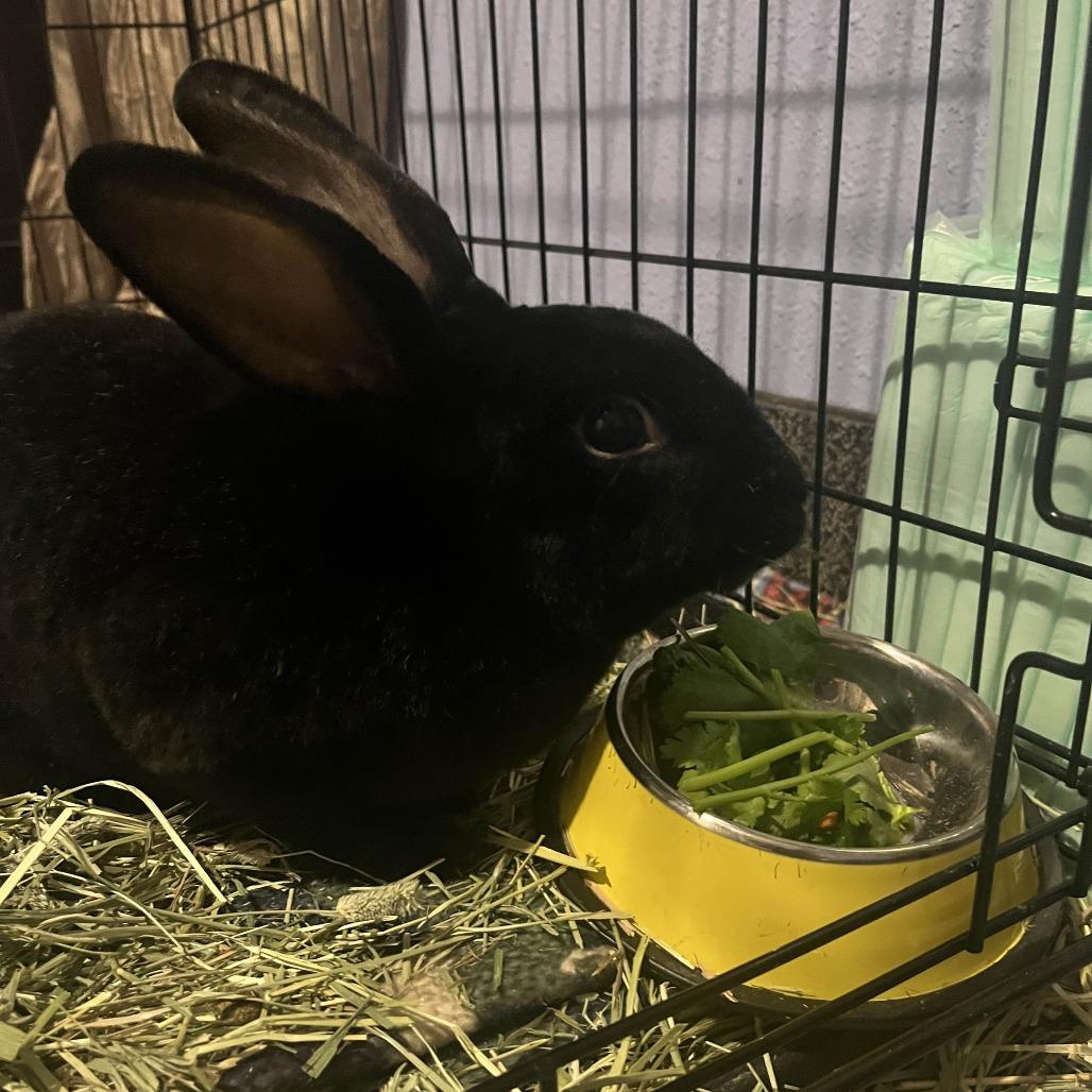 Sir Licorice Tripod, a Adoptable Rex in Spokane, WA image 3/6