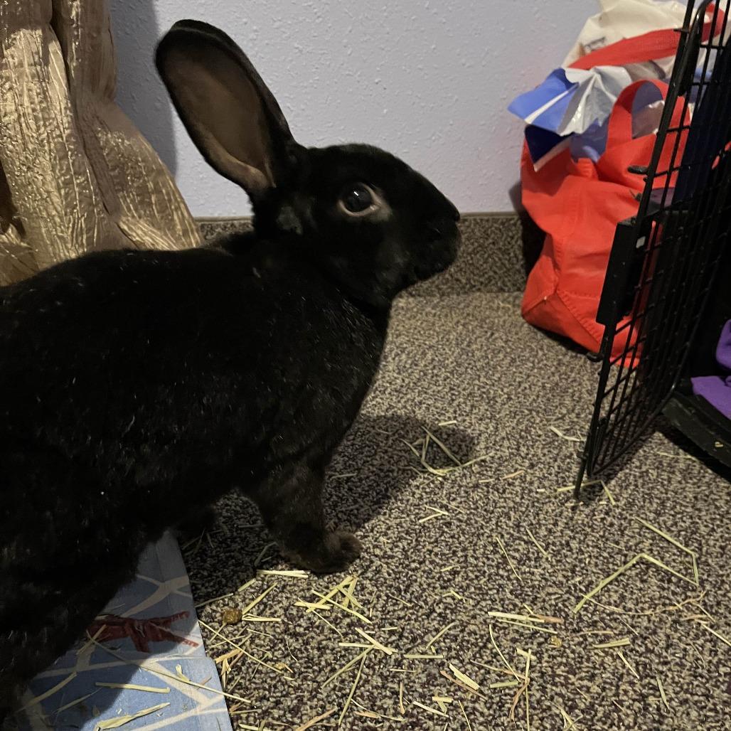Sir Licorice Tripod, a Adoptable Rex in Spokane, WA image 4/6