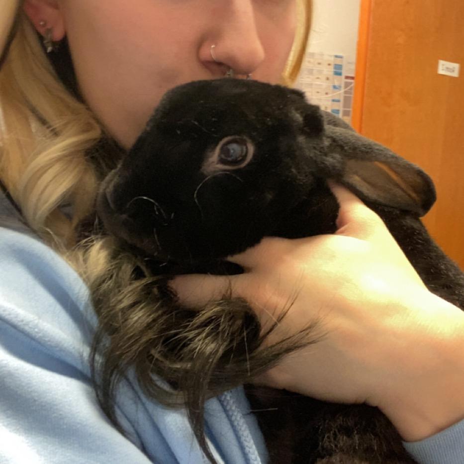 Sir Licorice Tripod, a Adoptable Rex in Spokane, WA image 5/6