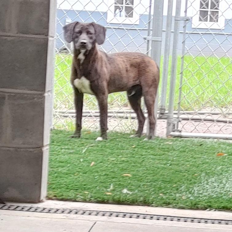Cadbury, Adoptable, Adult Male Plott Hound & Mixed Breed.