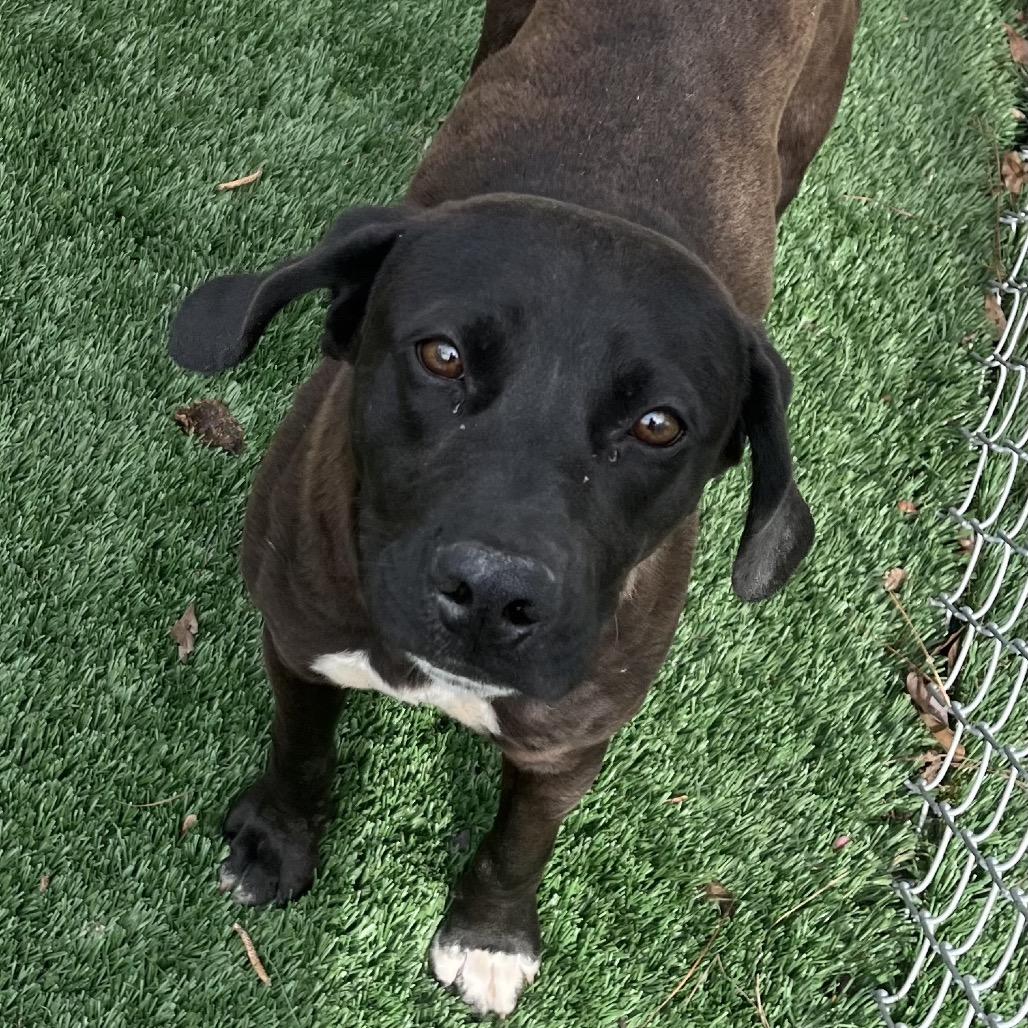Enlarge Cadbury, a Adoptable mixed breed in Richmond Hill, GA image 2/3