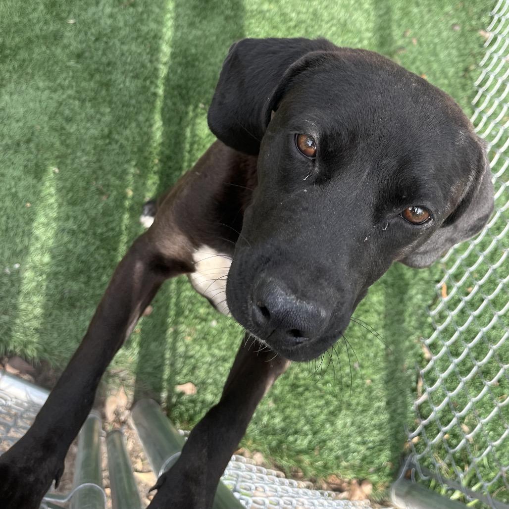 Enlarge Cadbury, a Adoptable mixed breed in Richmond Hill, GA image 3/3