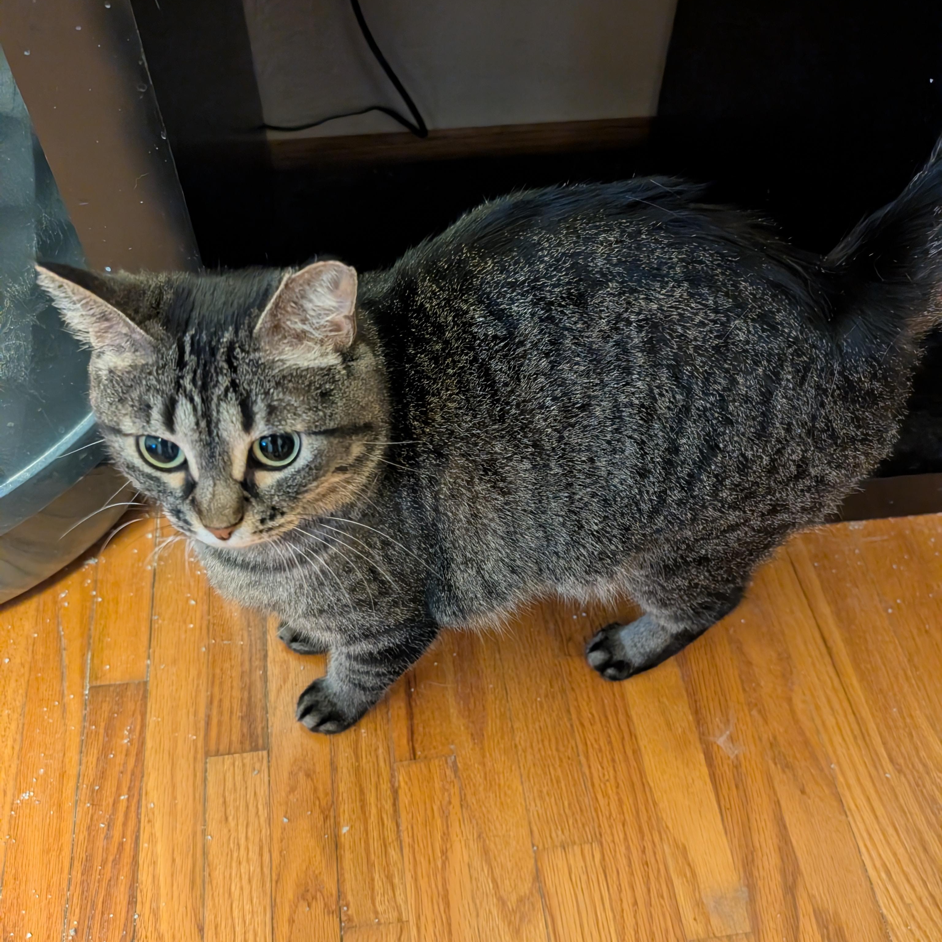 Royal, a ADOPTABLE Domestic Short Hair in Ramsey , MN image 2/2