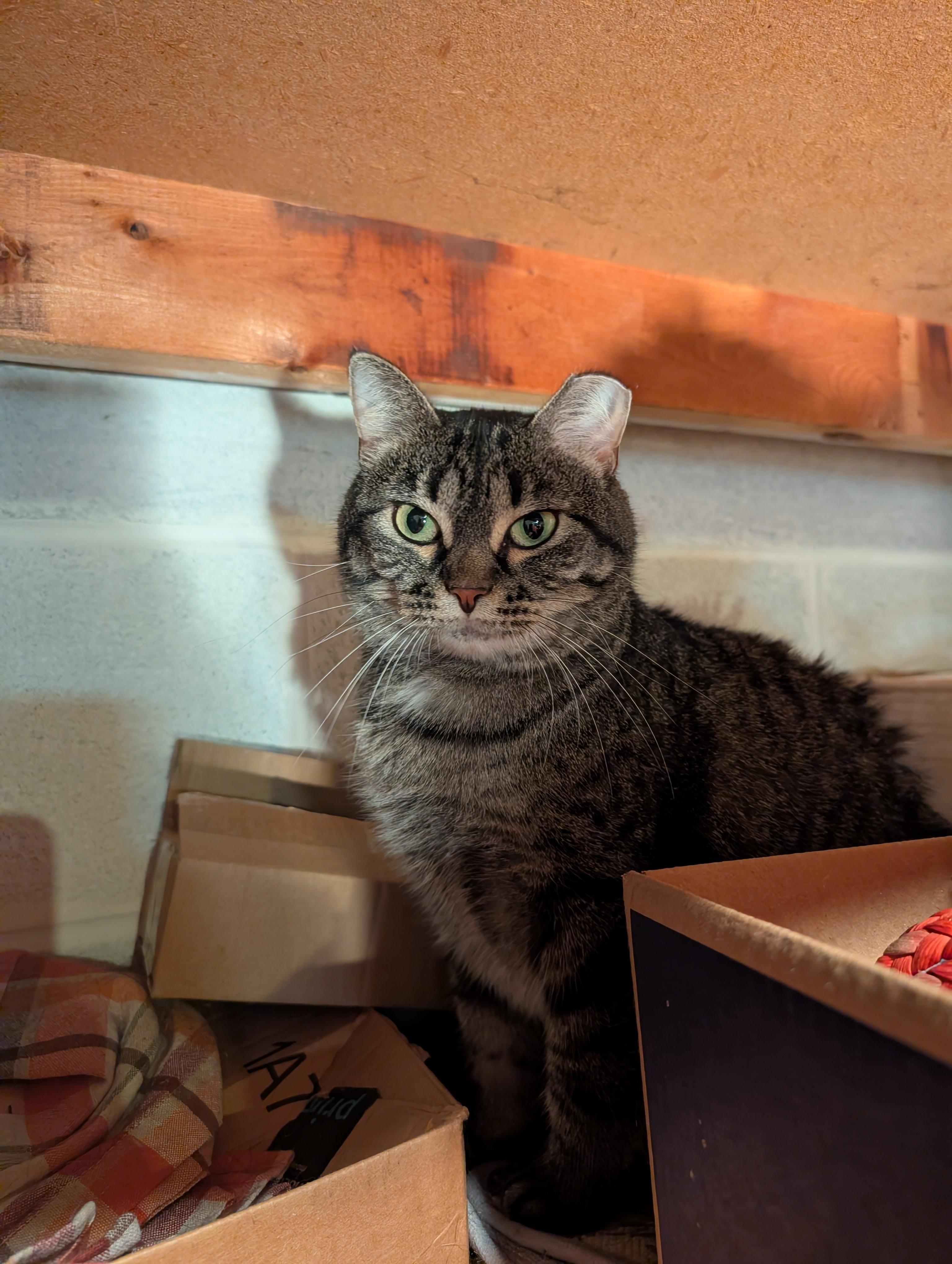 Royal, a ADOPTABLE Domestic Short Hair in Ramsey , MN image 1/2