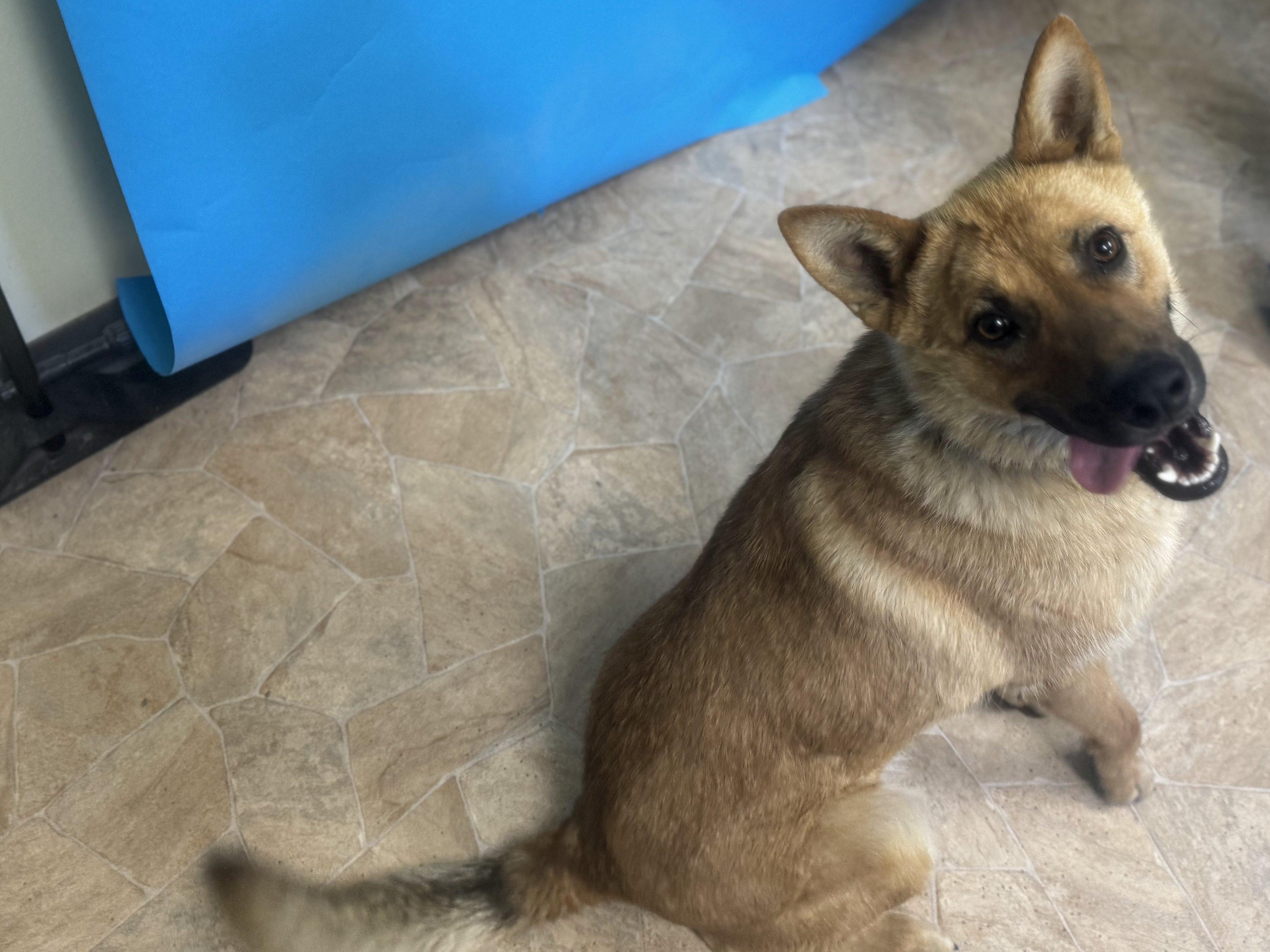 Troy, an adoptable German Shepherd Dog, Australian Cattle Dog / Blue Heeler in Republic, WA, 99166 | Photo Image 5