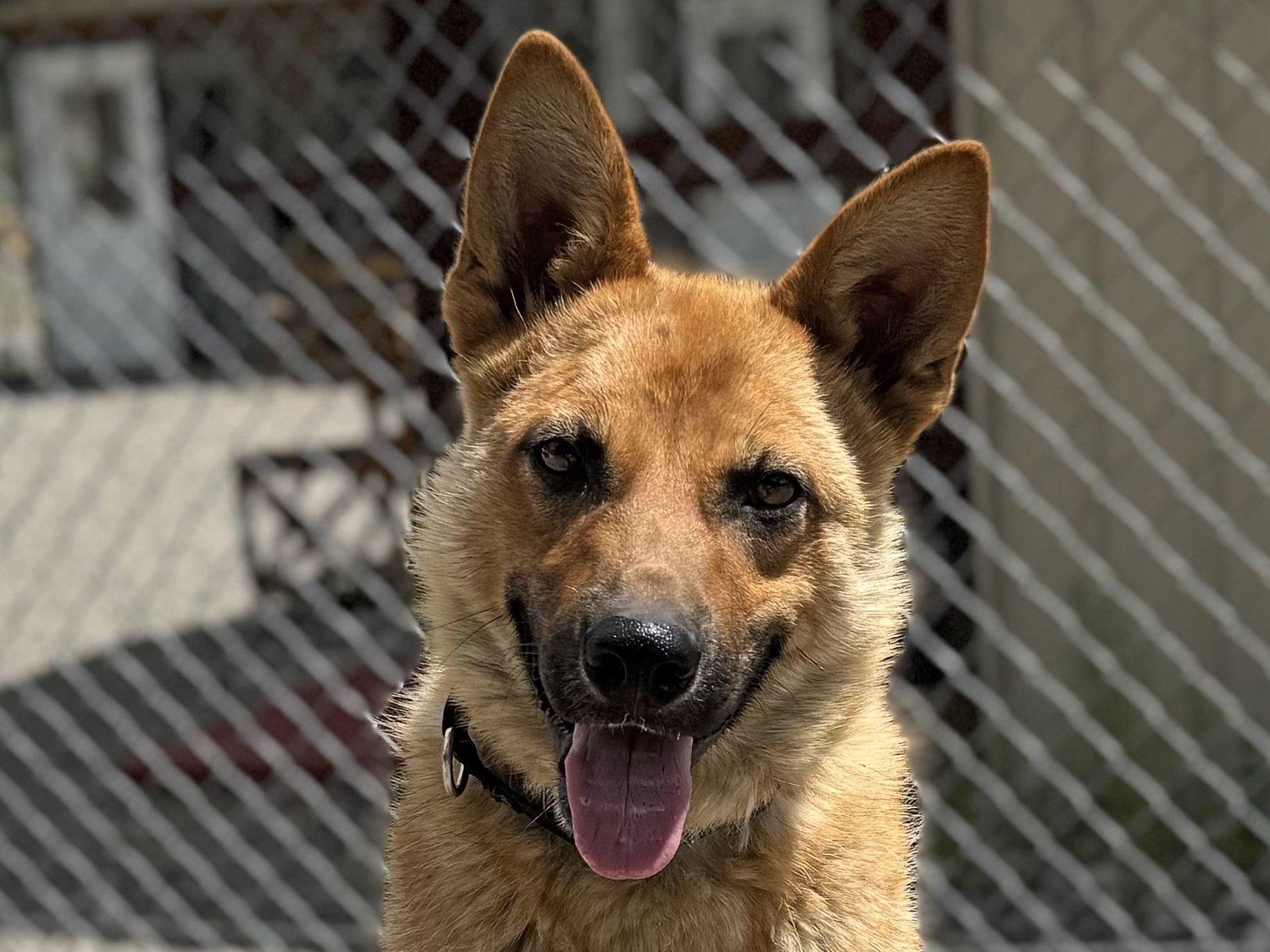 Troy, an adoptable German Shepherd Dog, Australian Cattle Dog / Blue Heeler in Republic, WA, 99166 | Photo Image 1