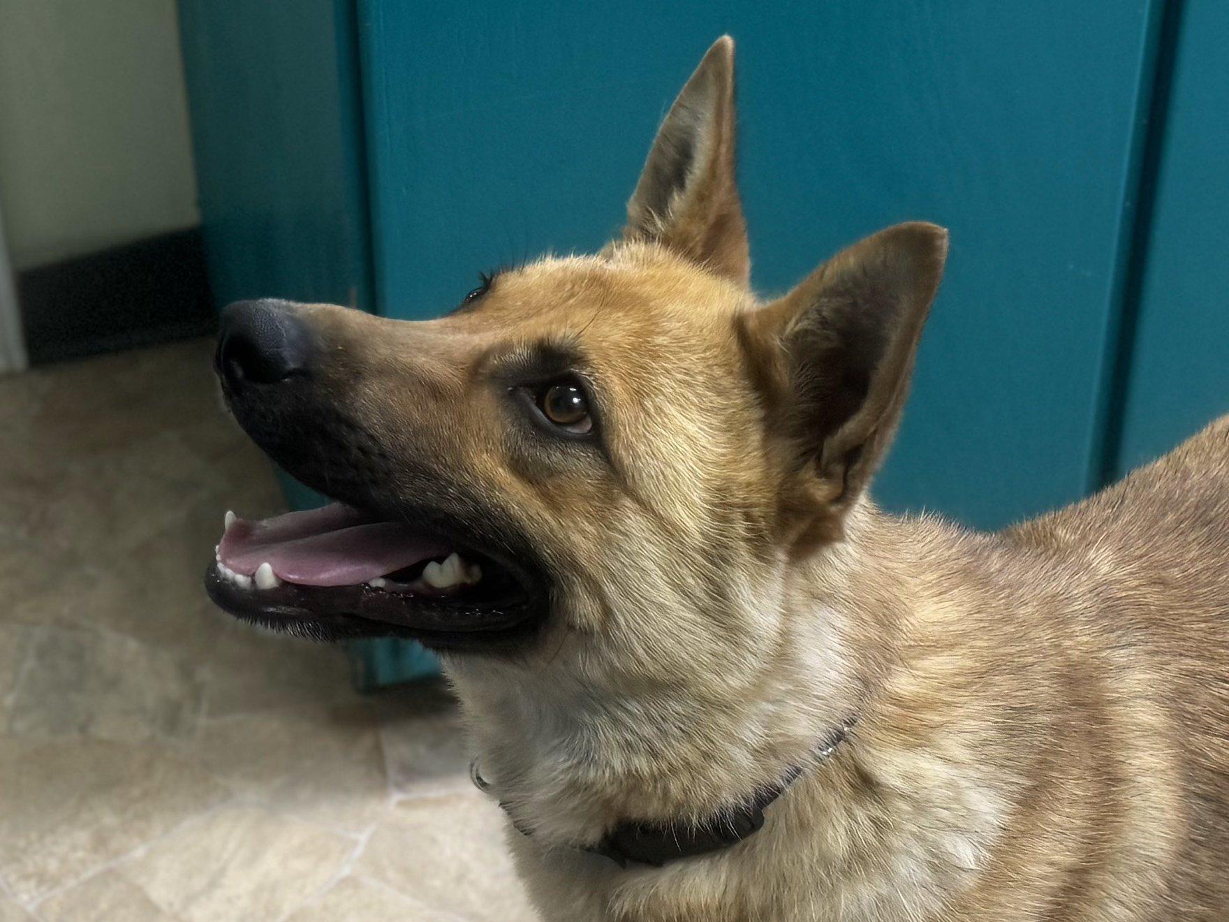 Troy, an adoptable German Shepherd Dog, Australian Cattle Dog / Blue Heeler in Republic, WA, 99166 | Photo Image 2