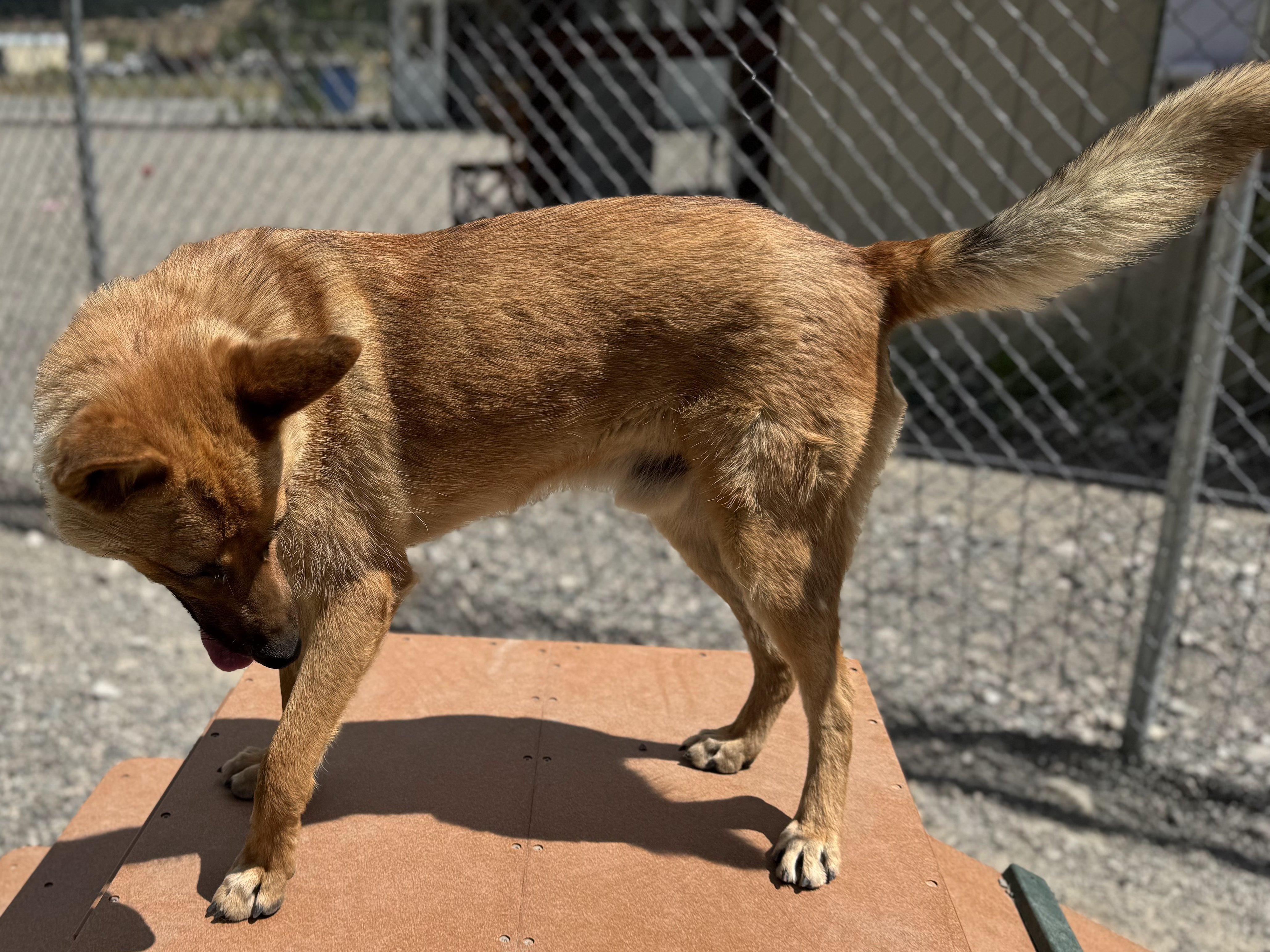 Troy, an adoptable German Shepherd Dog, Australian Cattle Dog / Blue Heeler in Republic, WA, 99166 | Photo Image 4
