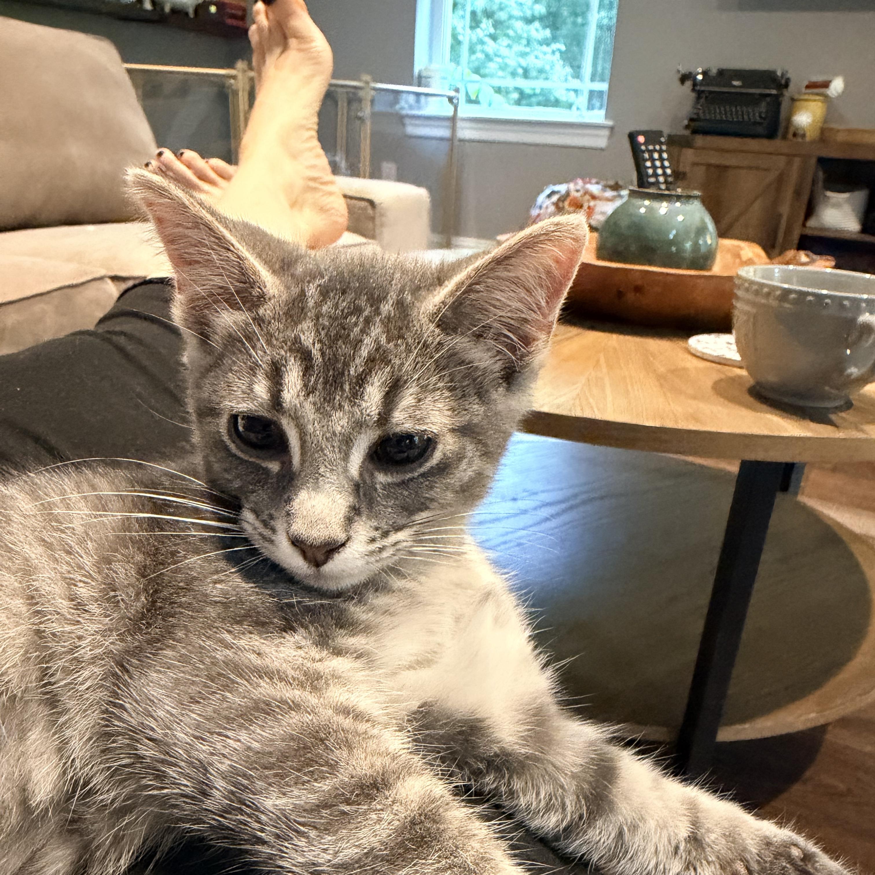 Enlarge Elmer, a Adoptable Domestic Short Hair in Nashville, TN image 3/5
