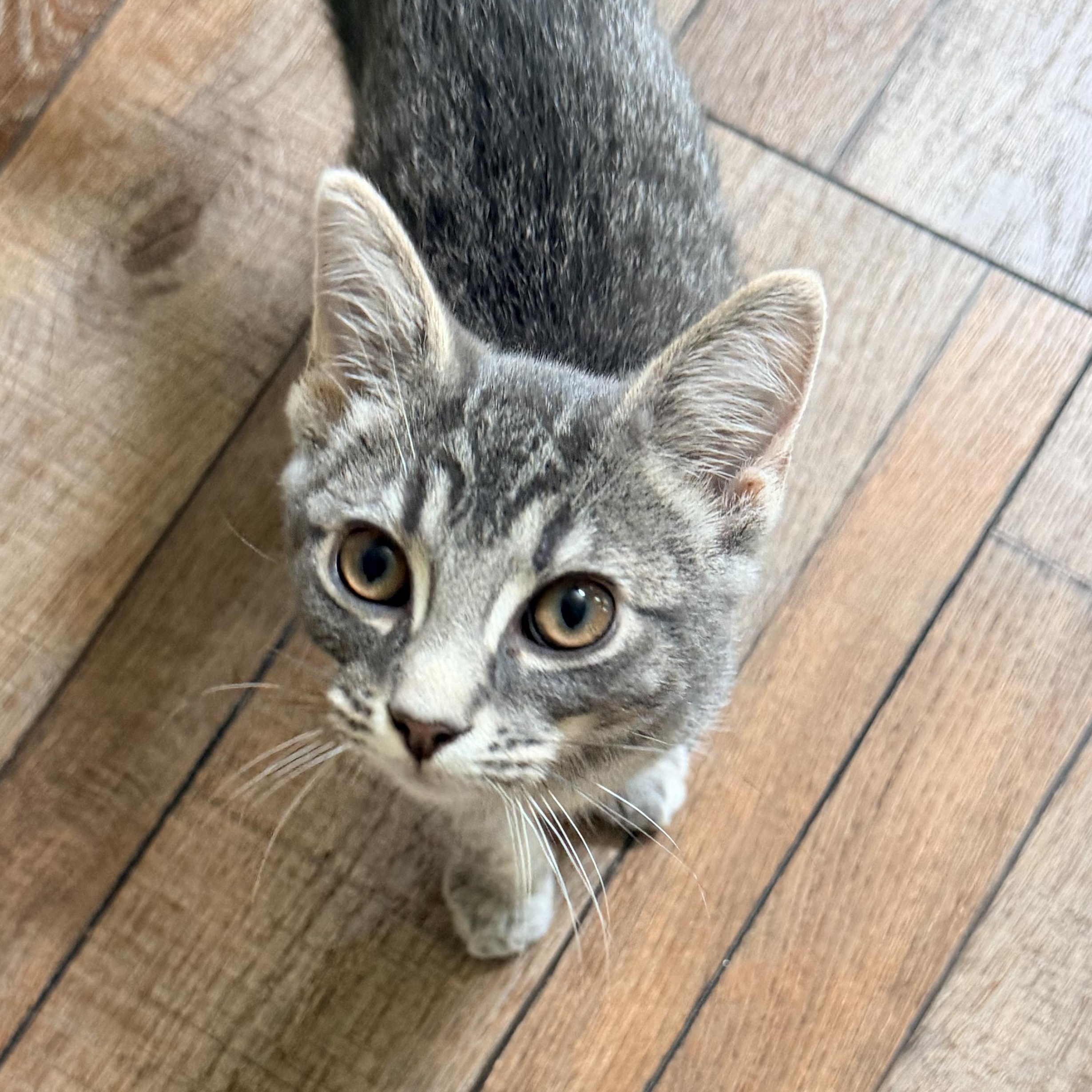 Enlarge Elmer, a Adoptable Domestic Short Hair in Nashville, TN image 5/5