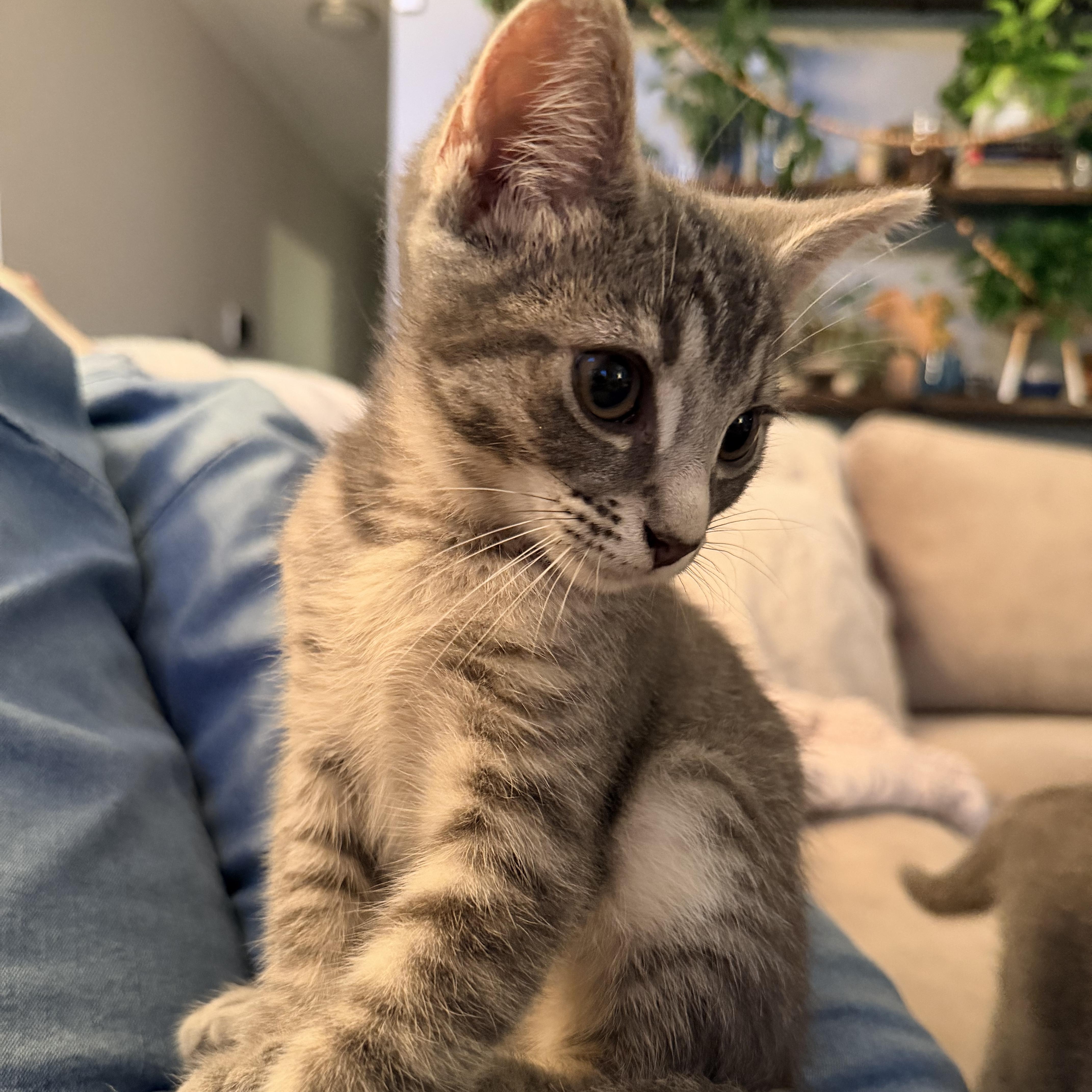 Enlarge Elmer, a Adoptable Domestic Short Hair in Nashville, TN image 1/5