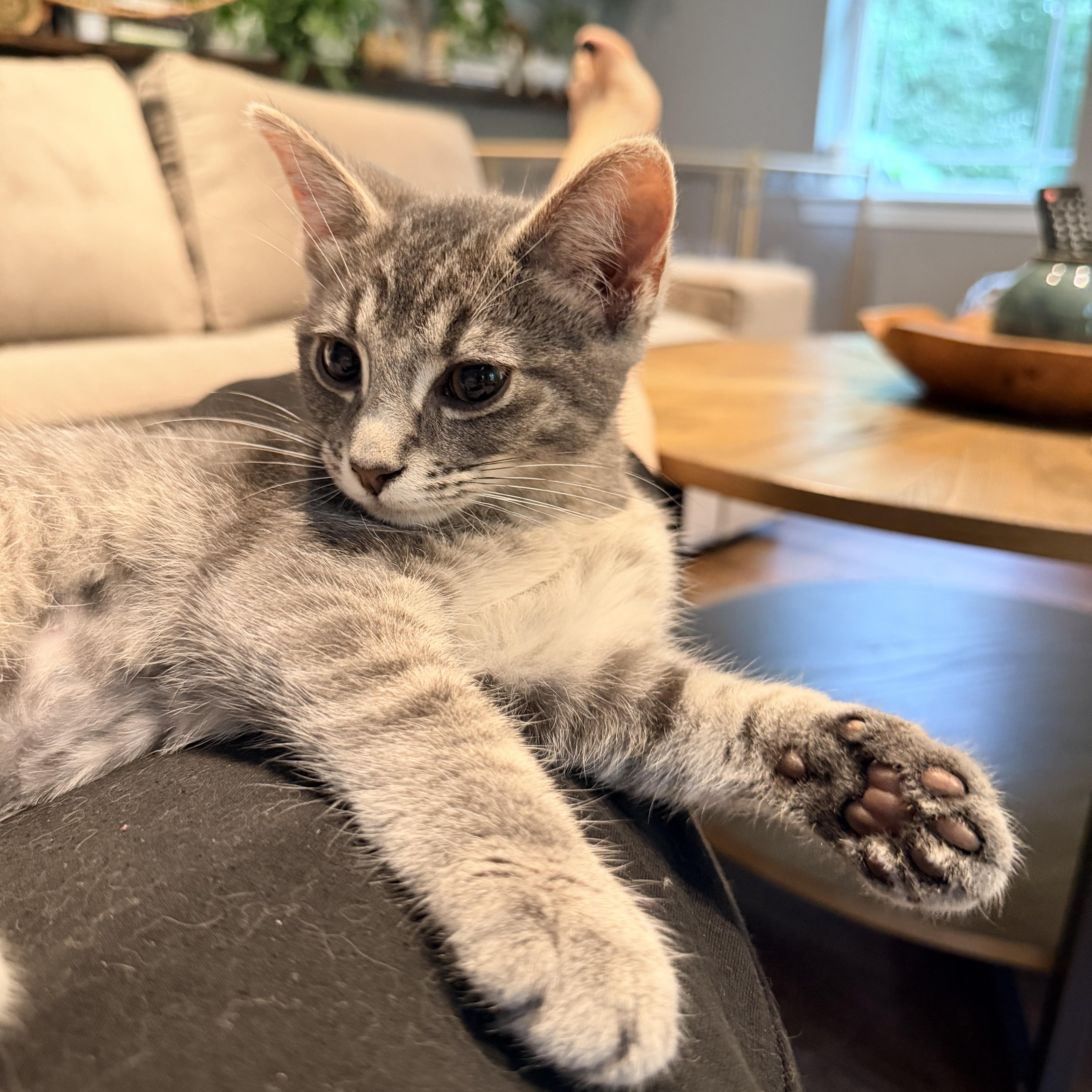 Enlarge Elmer, a Adoptable Domestic Short Hair in Nashville, TN image 2/5