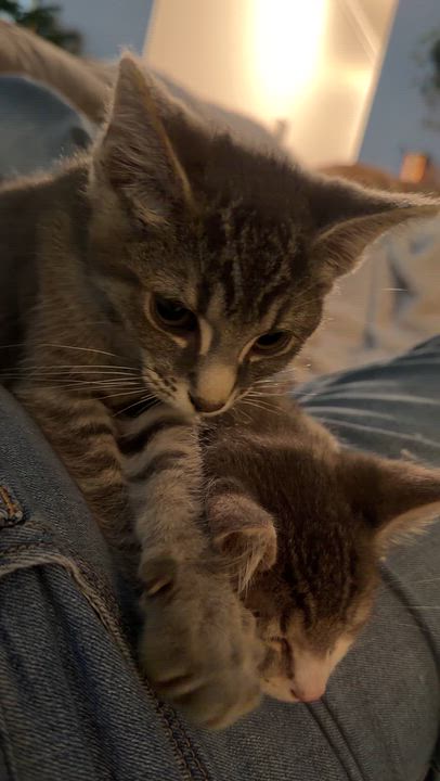 Enlarge Elmer, a Adoptable Domestic Short Hair in Nashville, TN video 4/5
