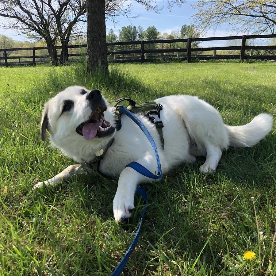 Newton, Adoptable, Adult Male Great Pyrenees.