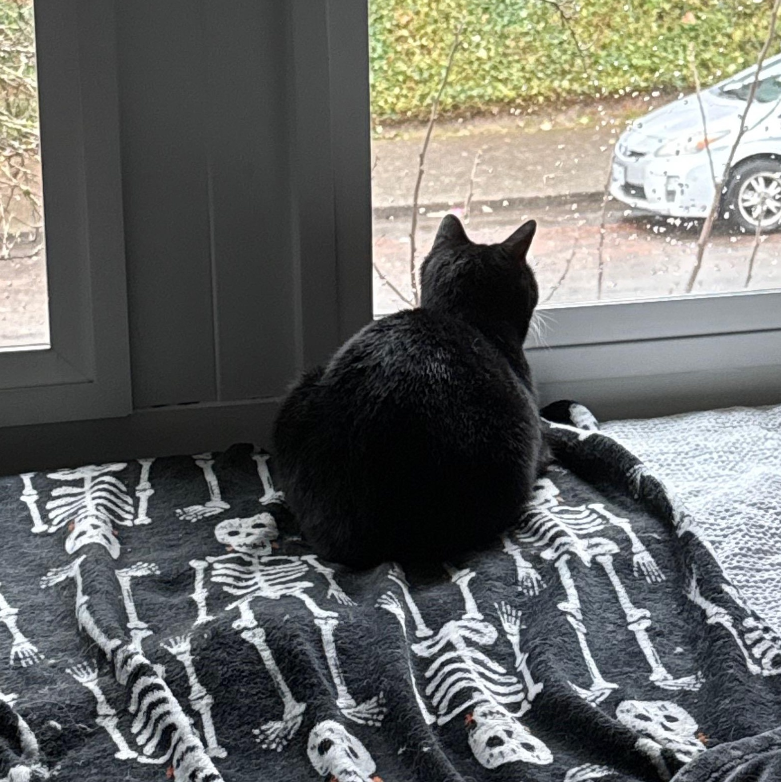 Enlarge Minnie the Lovebug, a Adoptable Domestic Short Hair in Portland, OR image 4/5