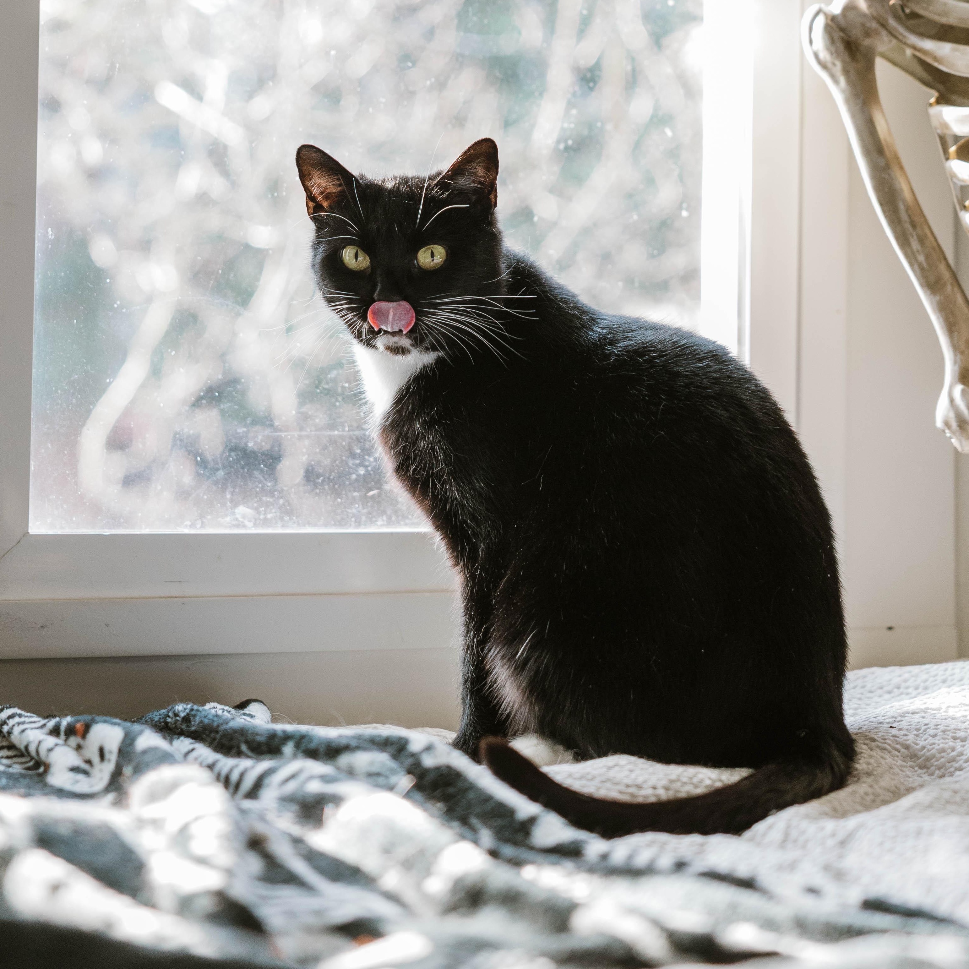 Enlarge Minnie the Lovebug, a Adoptable Domestic Short Hair in Portland, OR image 3/5