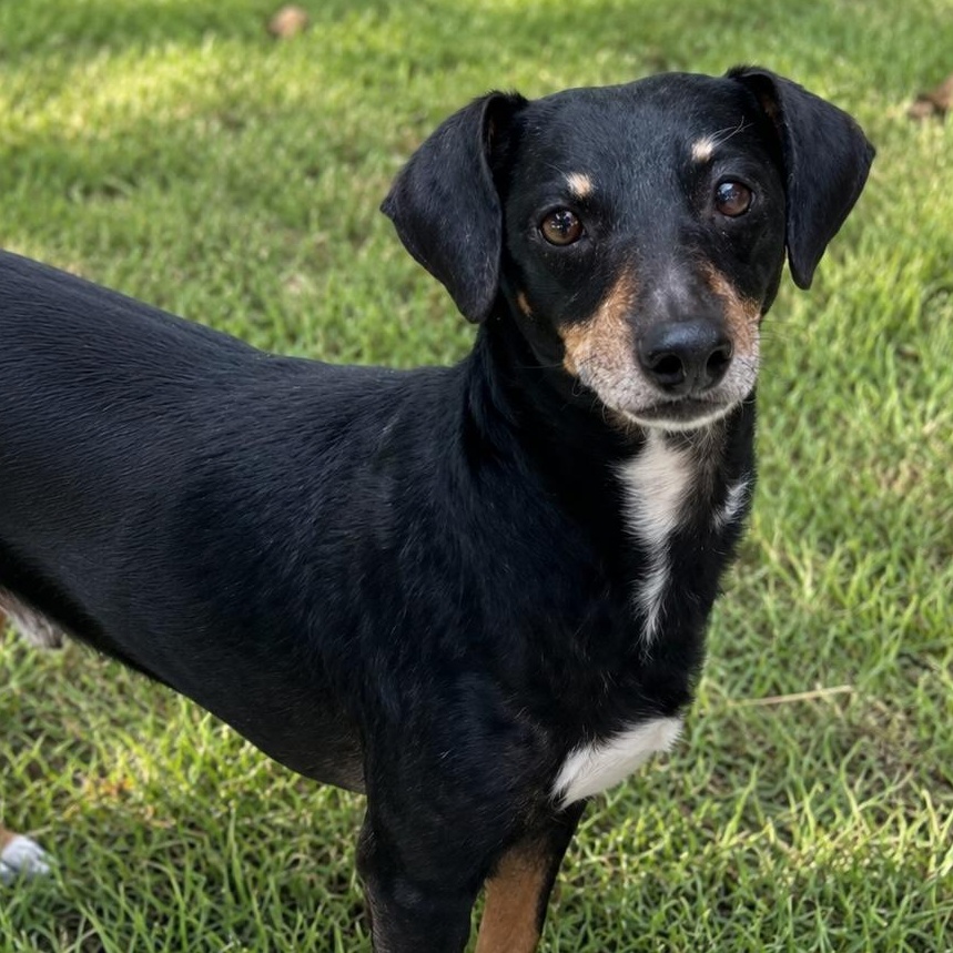 Zippy, ADOPTABLE, Adult Male Terrier & Miniature Pinscher.