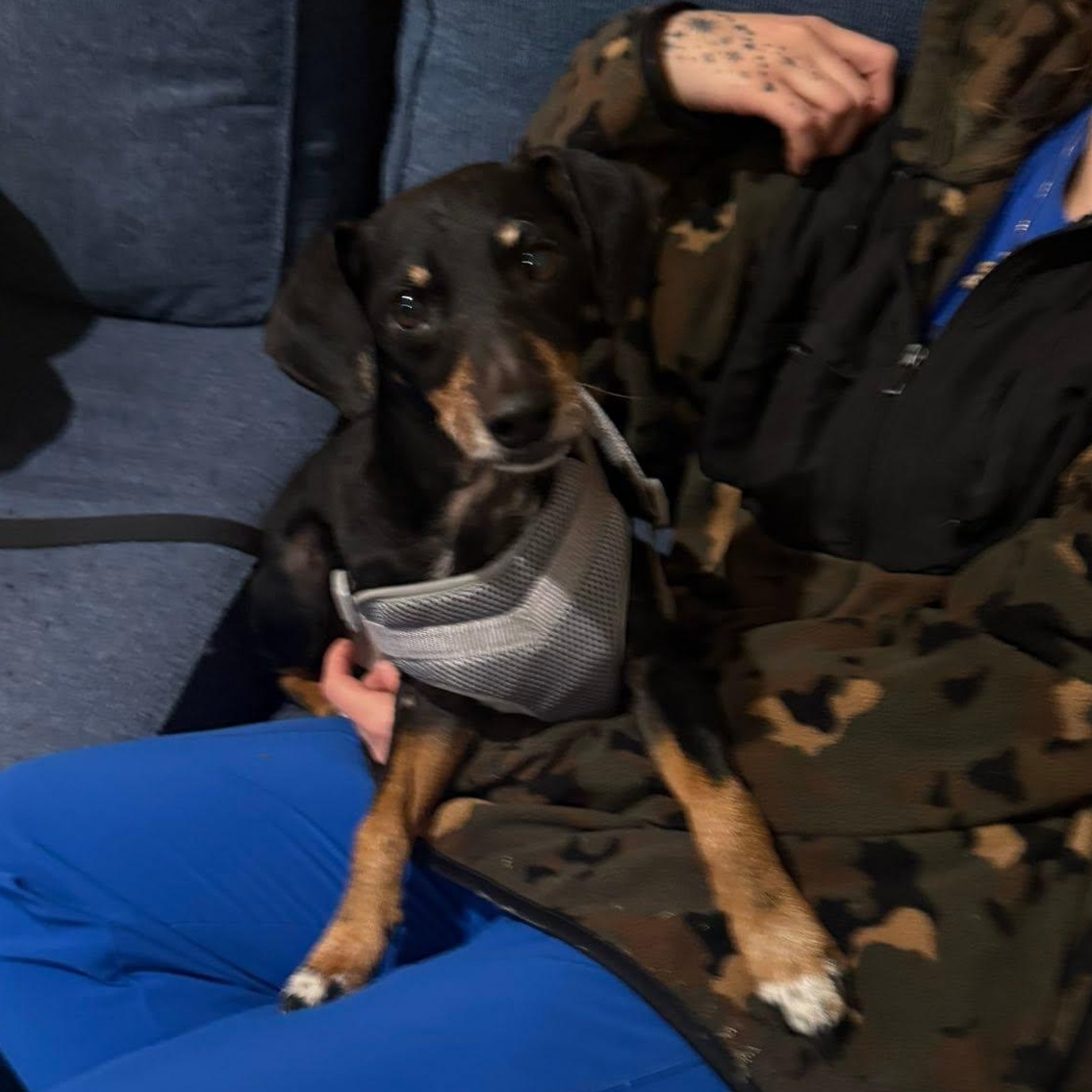 Zippy, a ADOPTABLE mixed breed in Mandeville, LA image 4/5