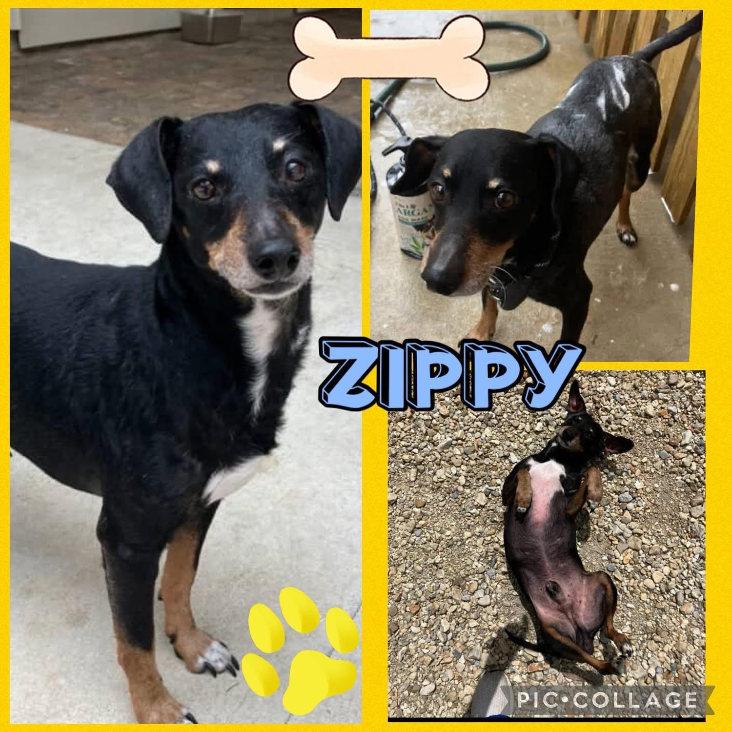 Zippy, a ADOPTABLE mixed breed in Mandeville, LA image 2/5